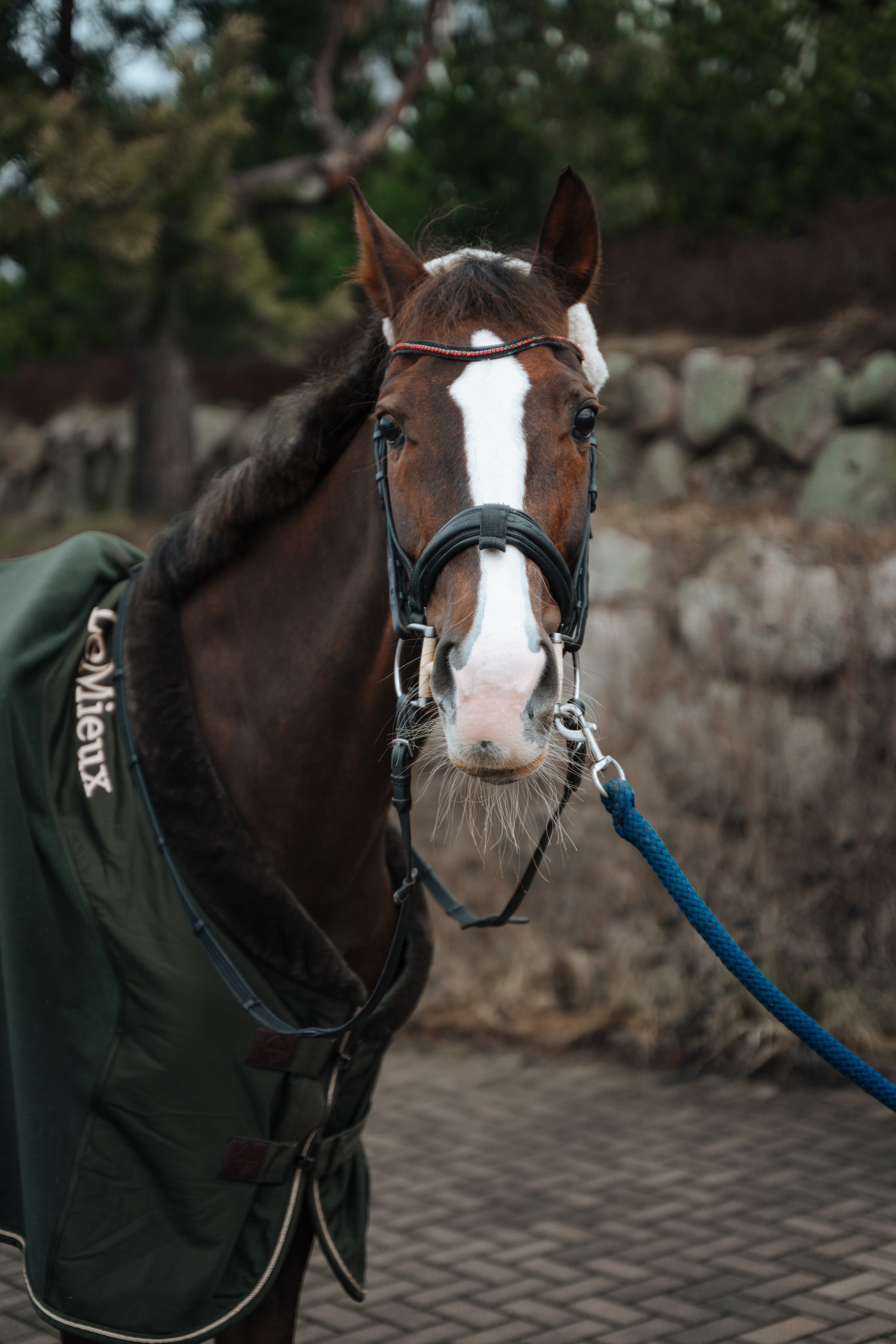 Евгения. Конный клуб. Портретный фотограф в Санкт-Петербурге Дмитриева Наталия