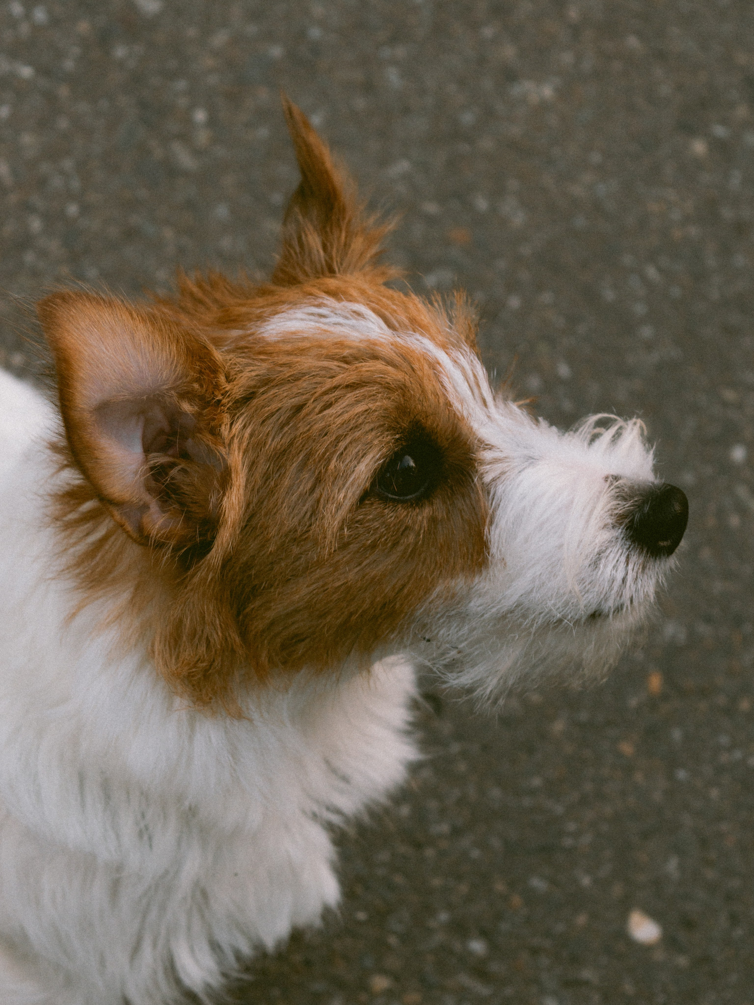 Фотосессия с собакой ко дню рождения. Таня и Ева. Портретный и лавстори фотограф в Стерлитамаке Альбина Шарт