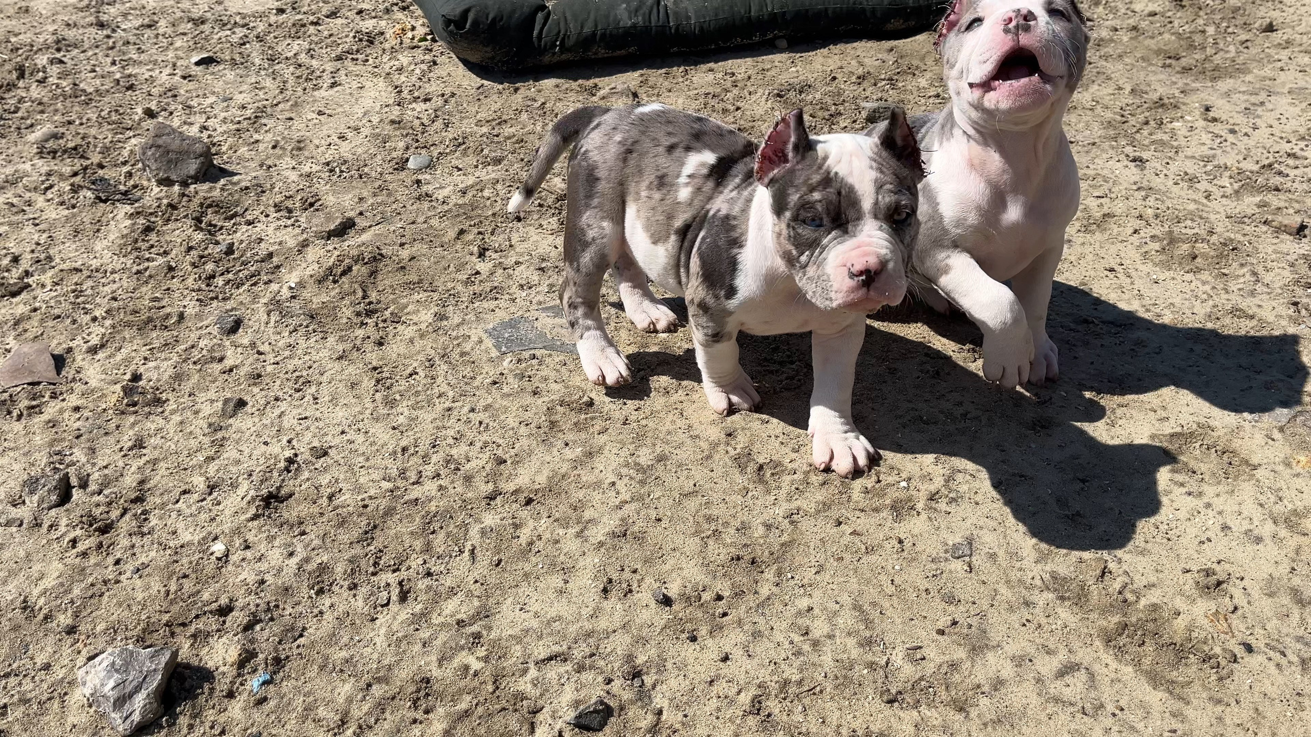 Фотографии Керри Американского булли Классик в возрасте 4 мес. Американский Булли в г. Ростов-на-Дону. Питомник THE POWER OF SIBERIA