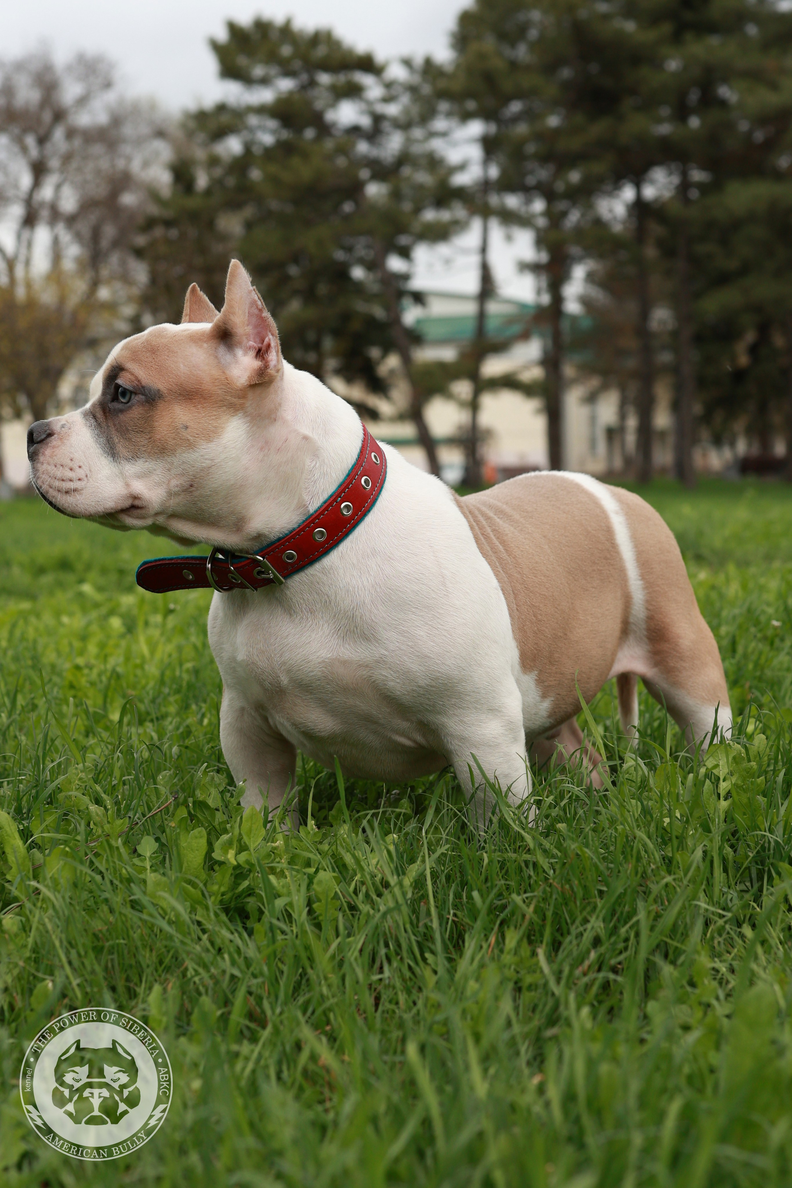 13.12.25-Мия-Турук. Американский Булли в г. Ростов-на-Дону. Питомник THE POWER OF SIBERIA