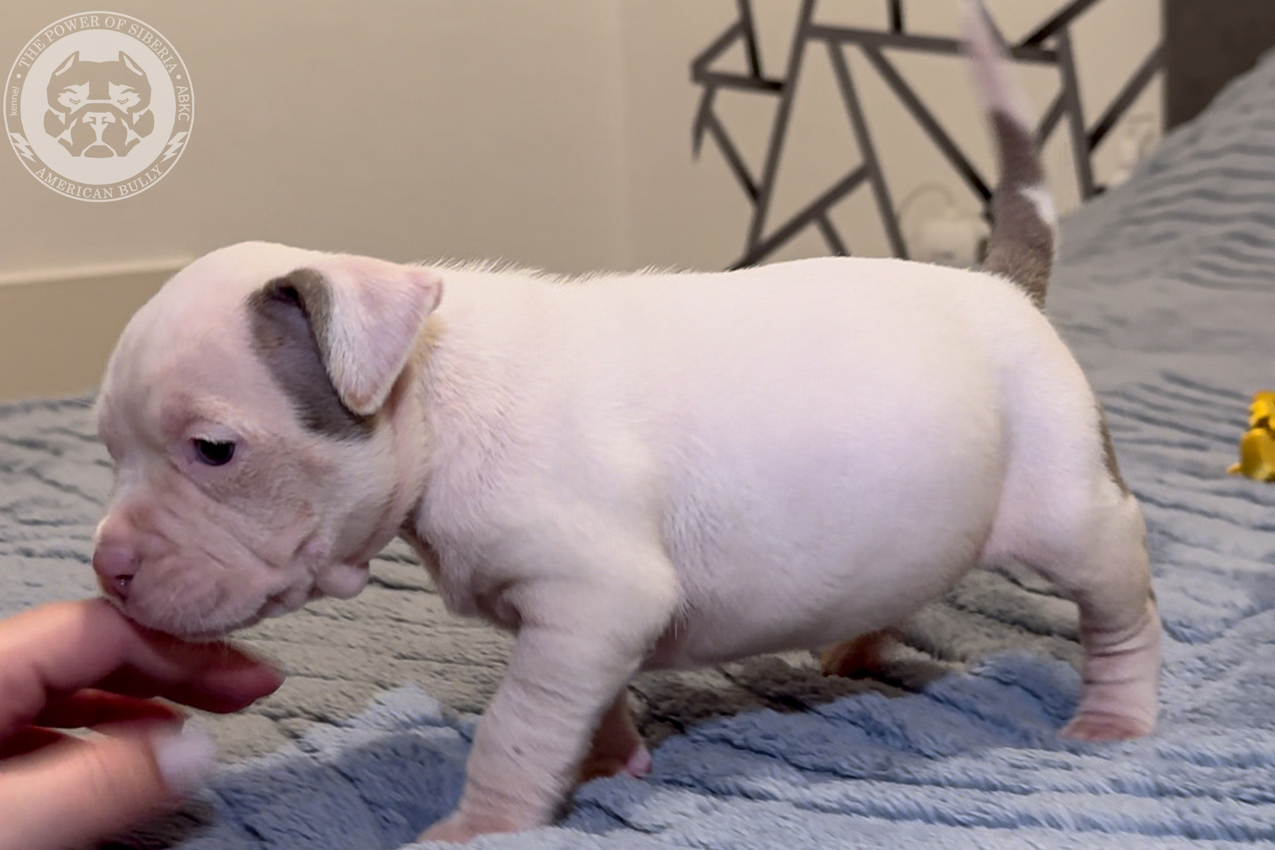 Свободные щенки Американский Булли стандарт и Свободные щенки Американский Булли классик. Американский Булли в г. Ростов-на-Дону. Питомник THE POWER OF SIBERIA