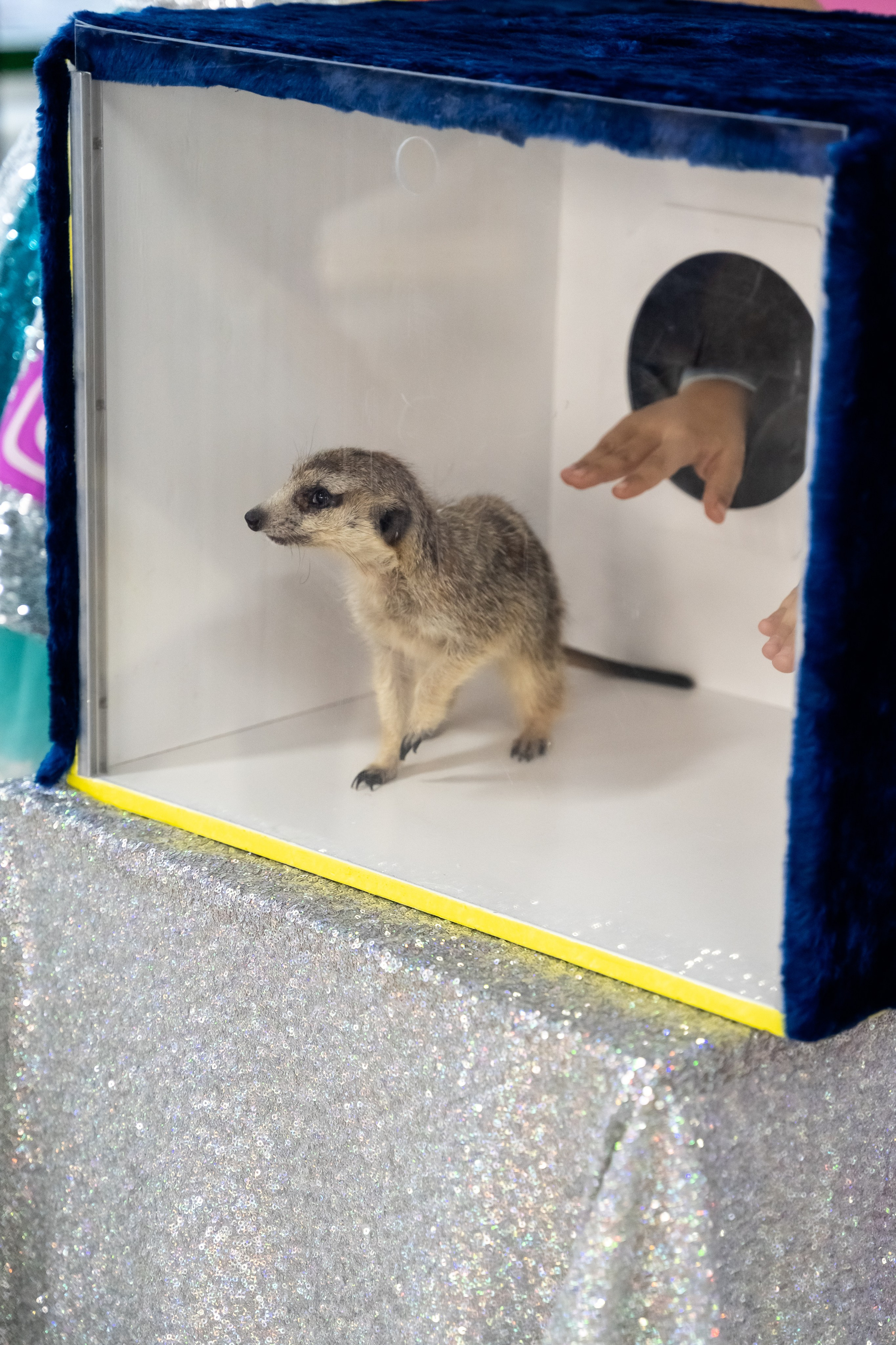 Tik Tok вечеринка. Фотограф в Одинцово, Москве