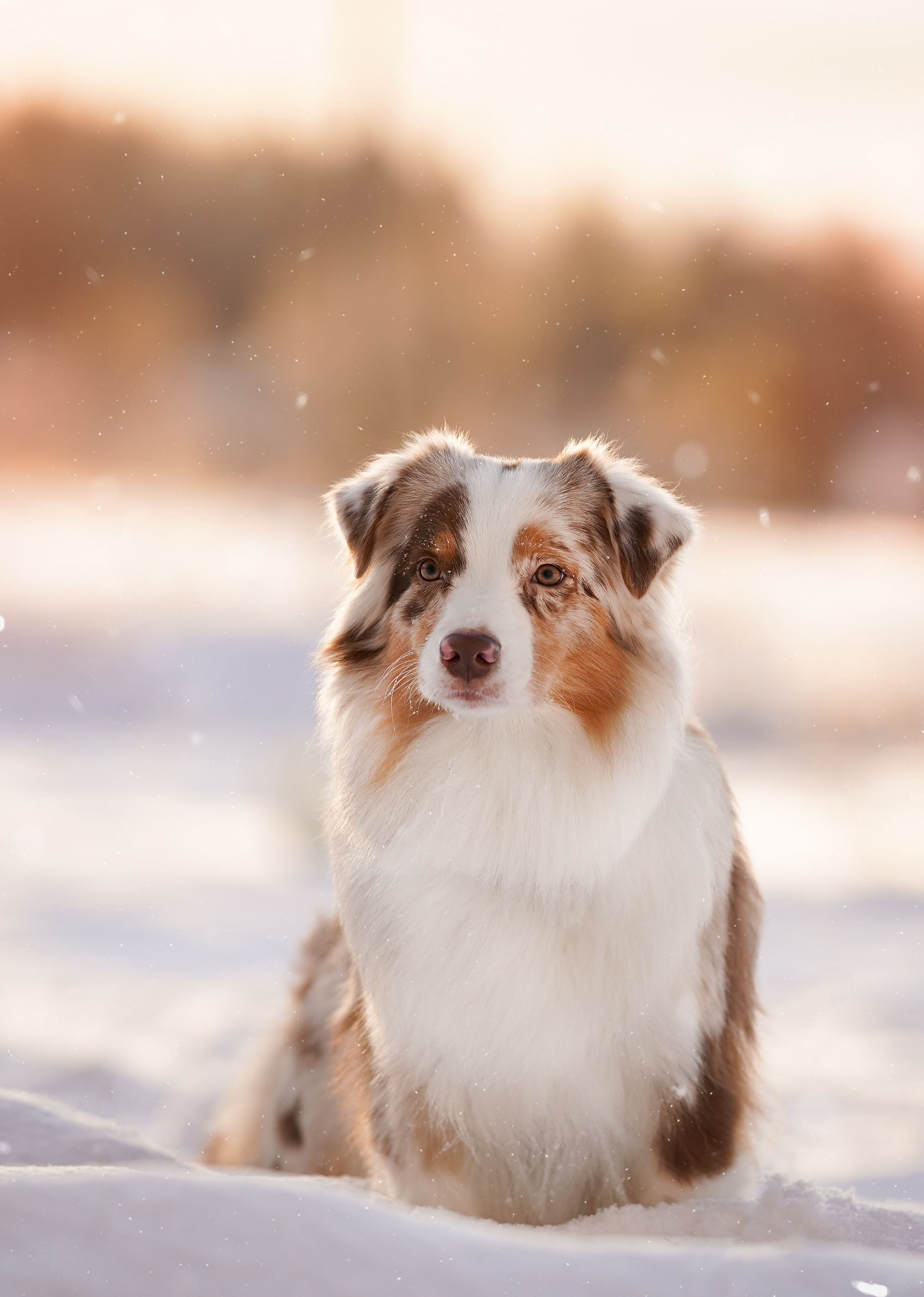 Панда и Юни Карелия. Фотограф-анималист в Санкт-Петербурге Яна Мартынова