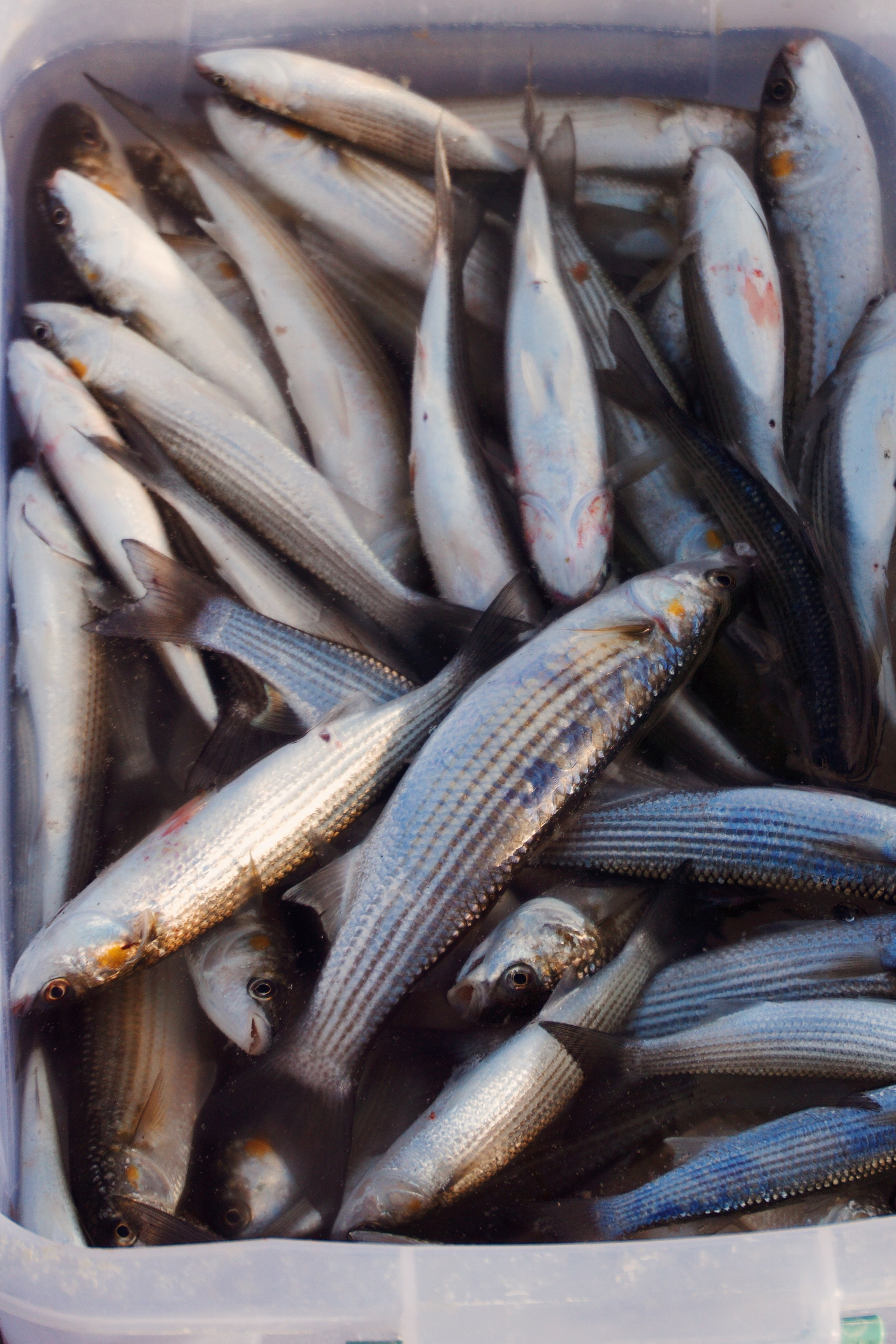 Стамбул. Татьян гертье