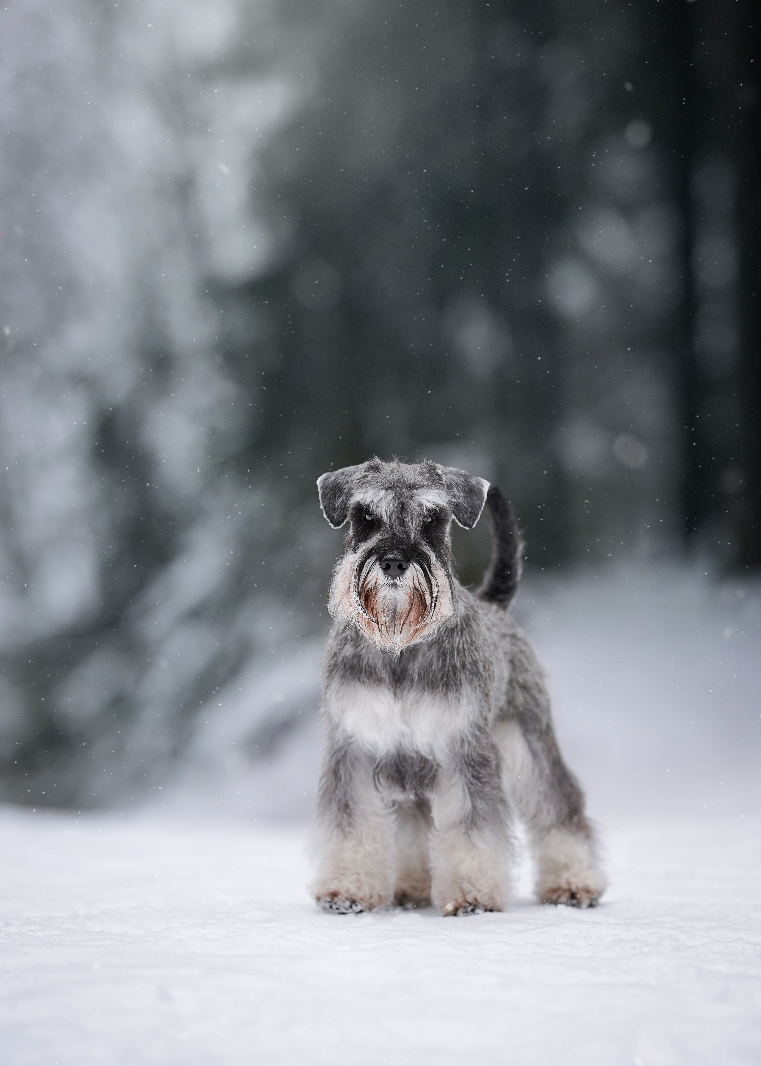 Бенчи и Арчи. Фотограф-анималист в Санкт-Петербурге Яна Мартынова