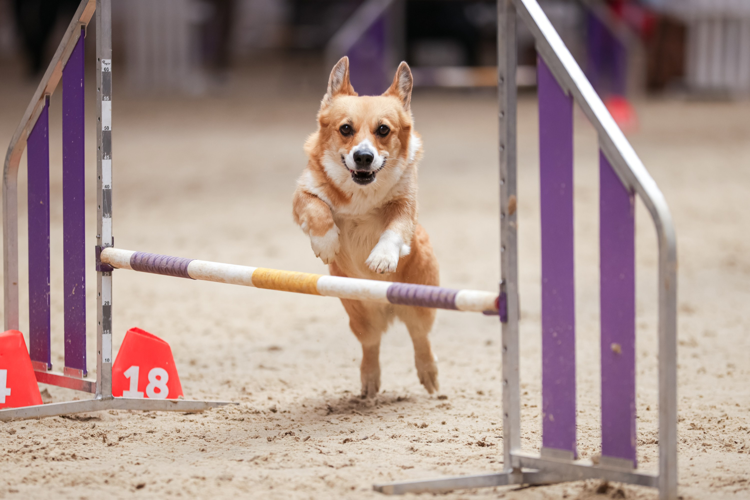 Репортажная съёмка спортивных мероприятий. ESHE_PHOTO Фотограф в Москве и Московской области