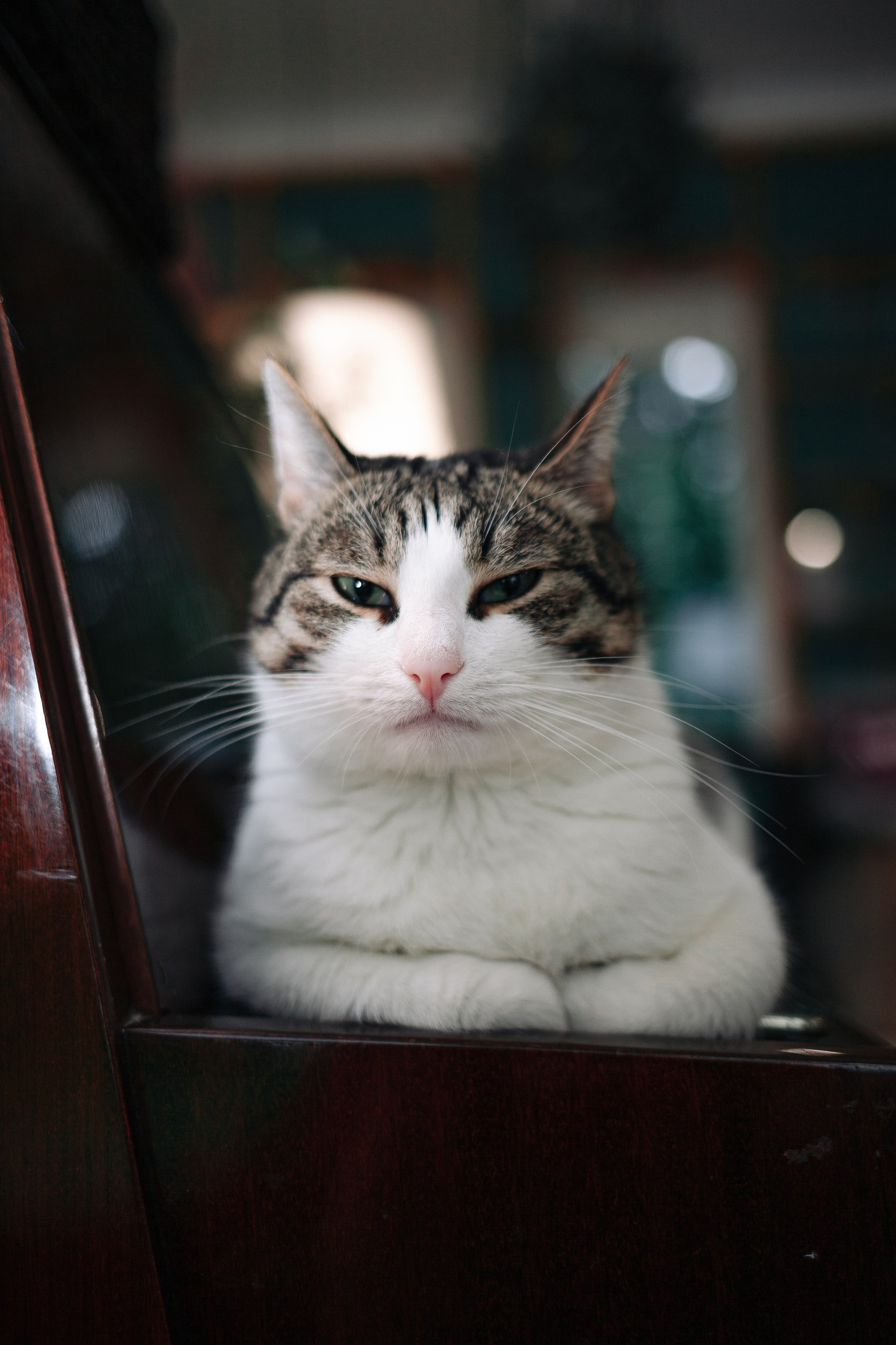 Котокафе Тушино