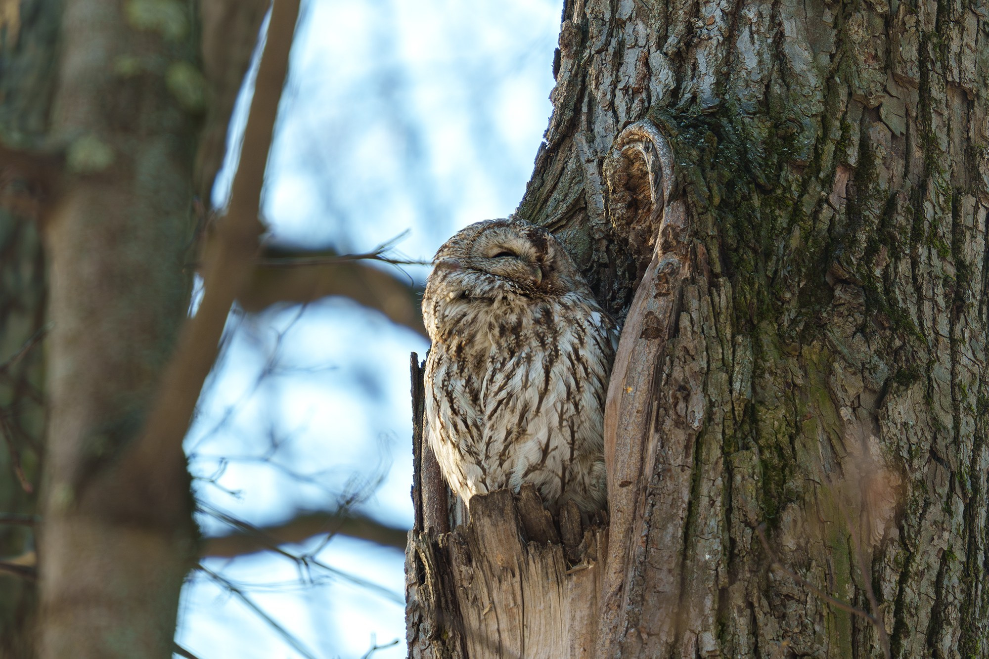 Удивительные мир птиц. Вокруг нас столько прекрасного — присмотритесь!. Ваш личный фотограф Марина Волкова