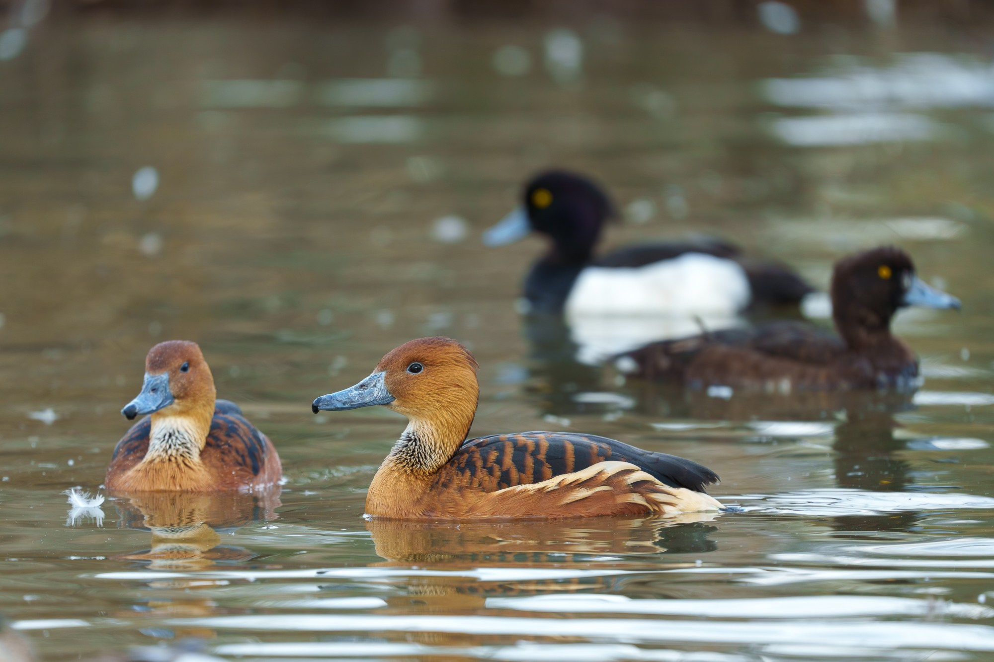 Удивительные мир птиц. Вокруг нас столько прекрасного — присмотритесь!. Ваш личный фотограф Марина Волкова