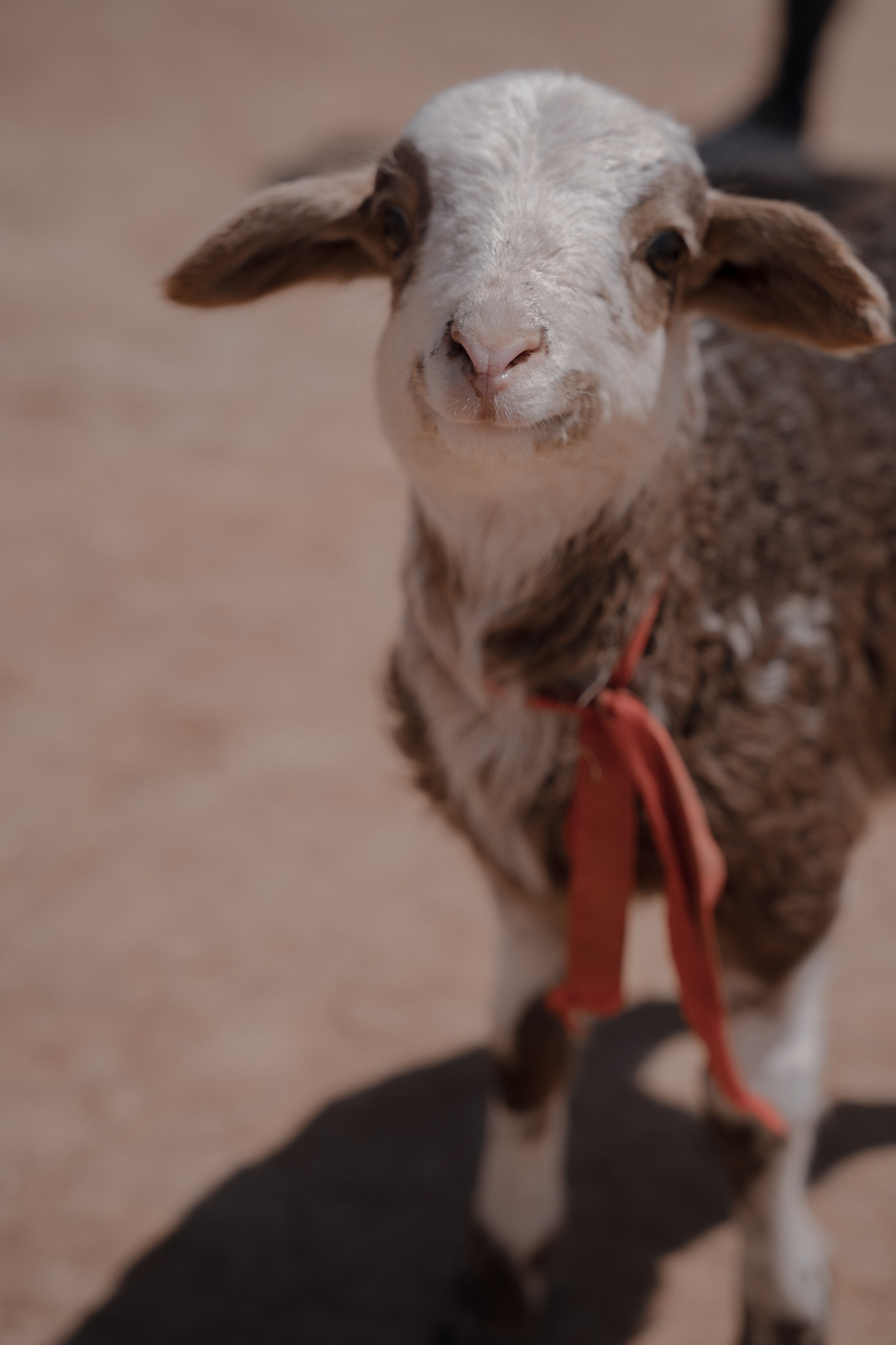 Калмыкия I Май 2024. Commercial photographer Natalia Bychkova