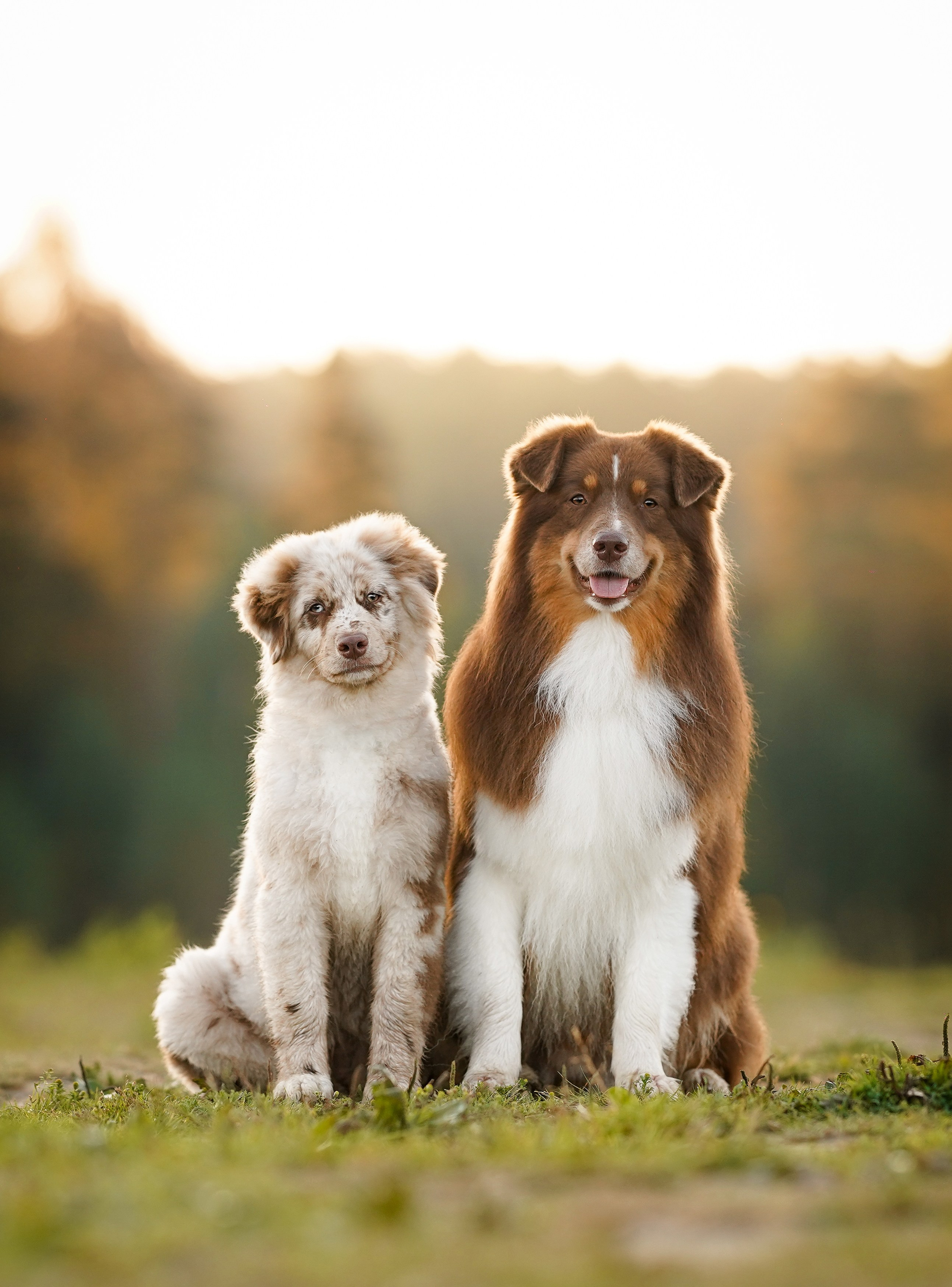 Катя Сэнди и Рокки. Фотограф-анималист в Санкт-Петербурге Яна Мартынова