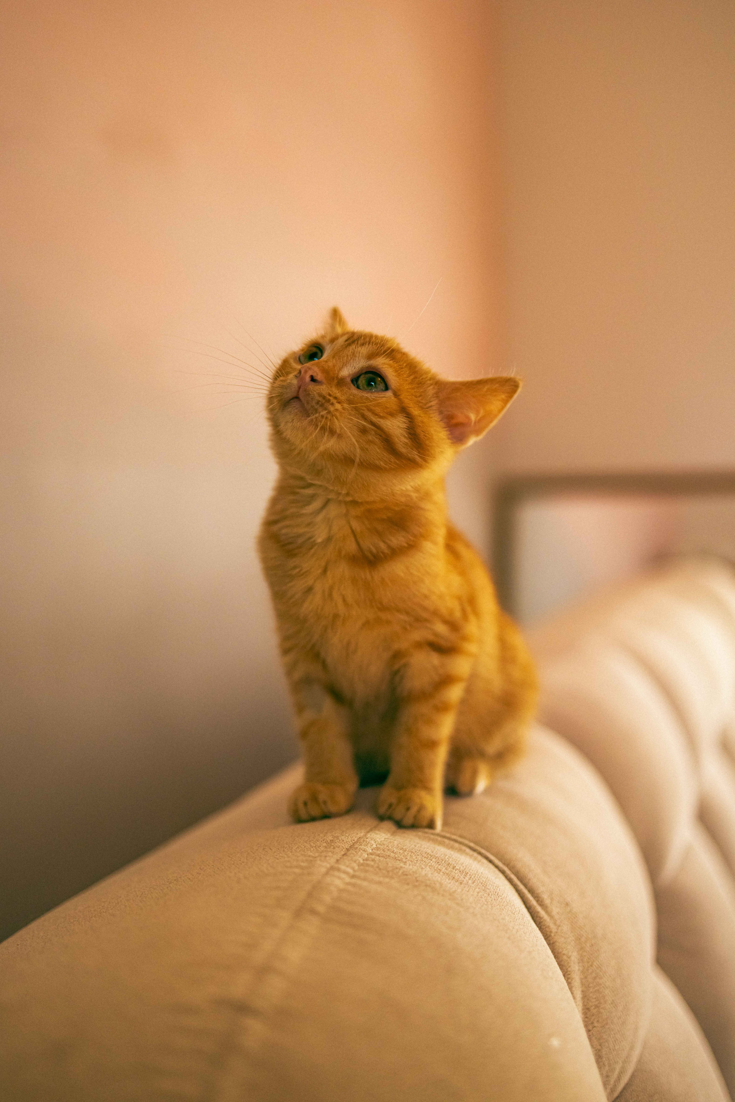 Кускус. Фотограф-анималист в Москве Лера Черноног