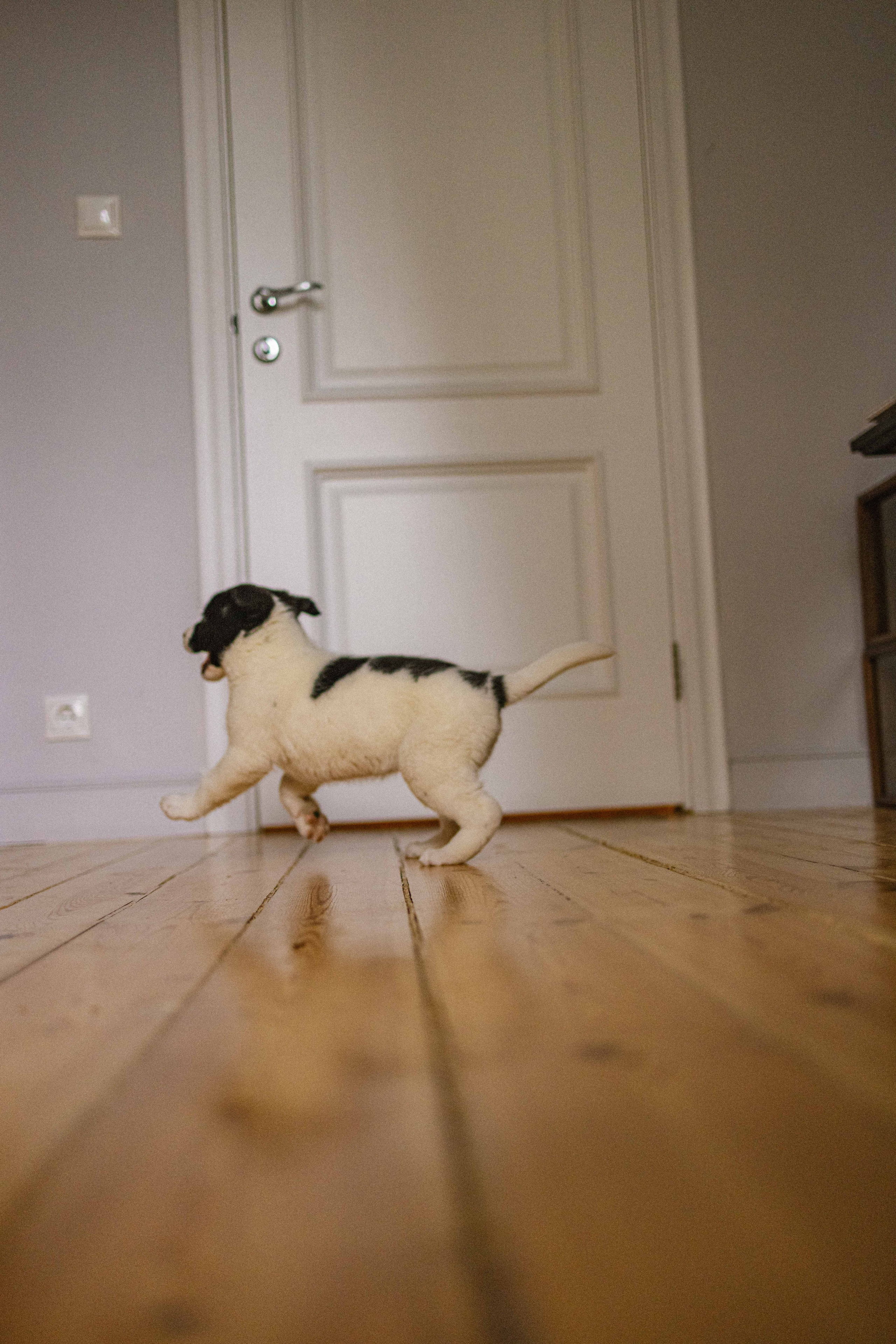 Щеночки. Фотограф-анималист в Москве Лера Черноног