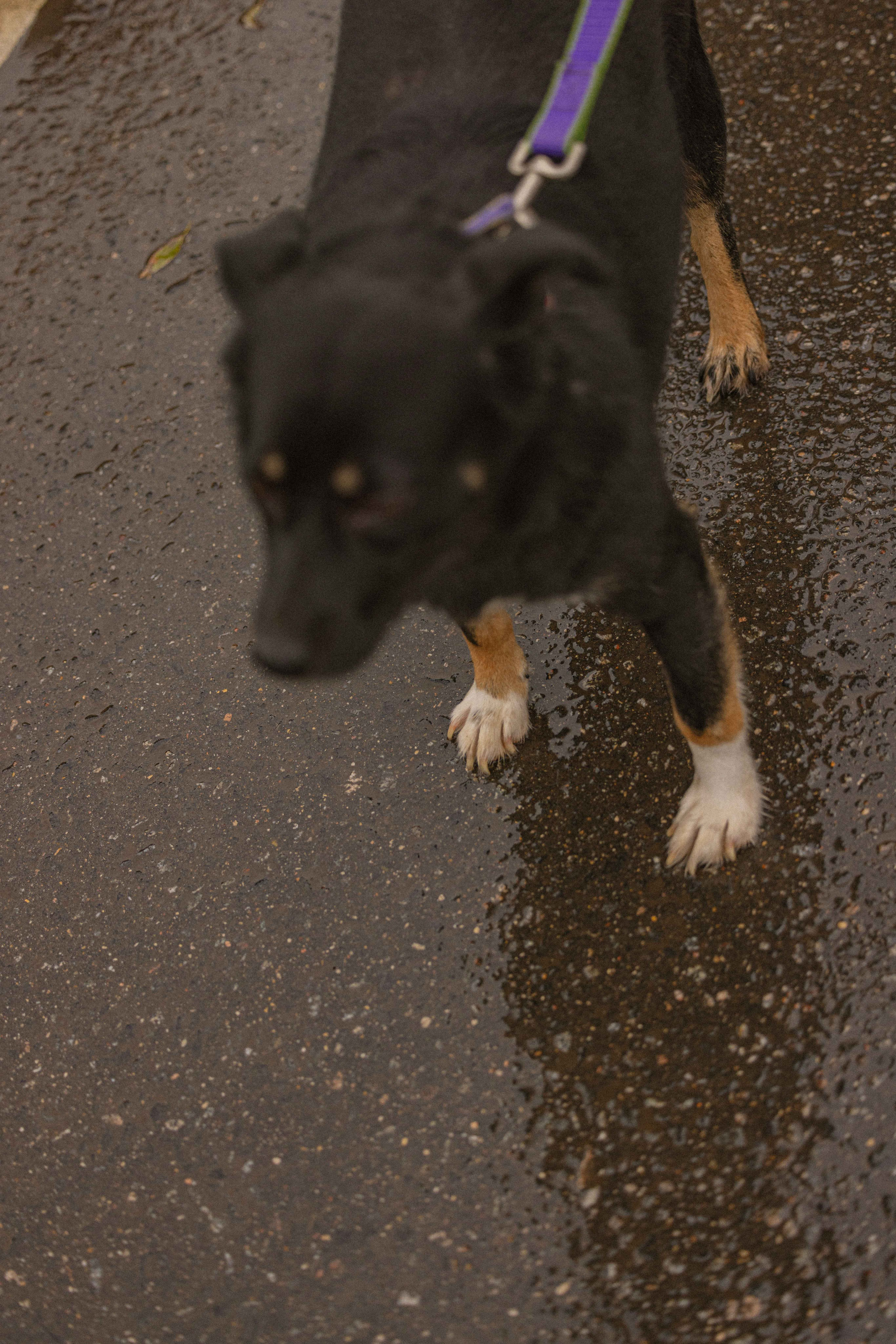 Передержка. Фотограф-анималист в Москве Лера Черноног