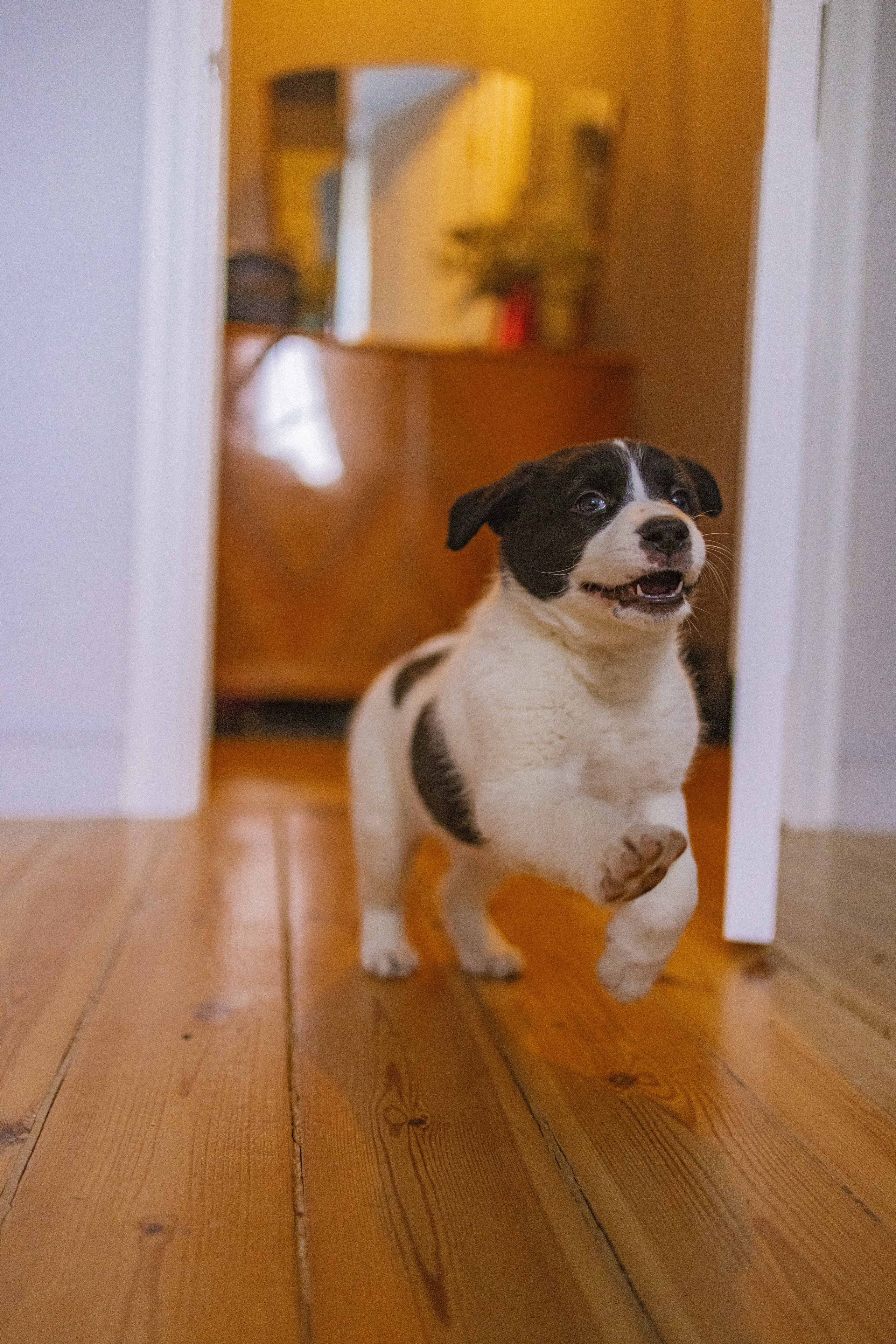 Щеночки. Фотограф-анималист в Москве Лера Черноног