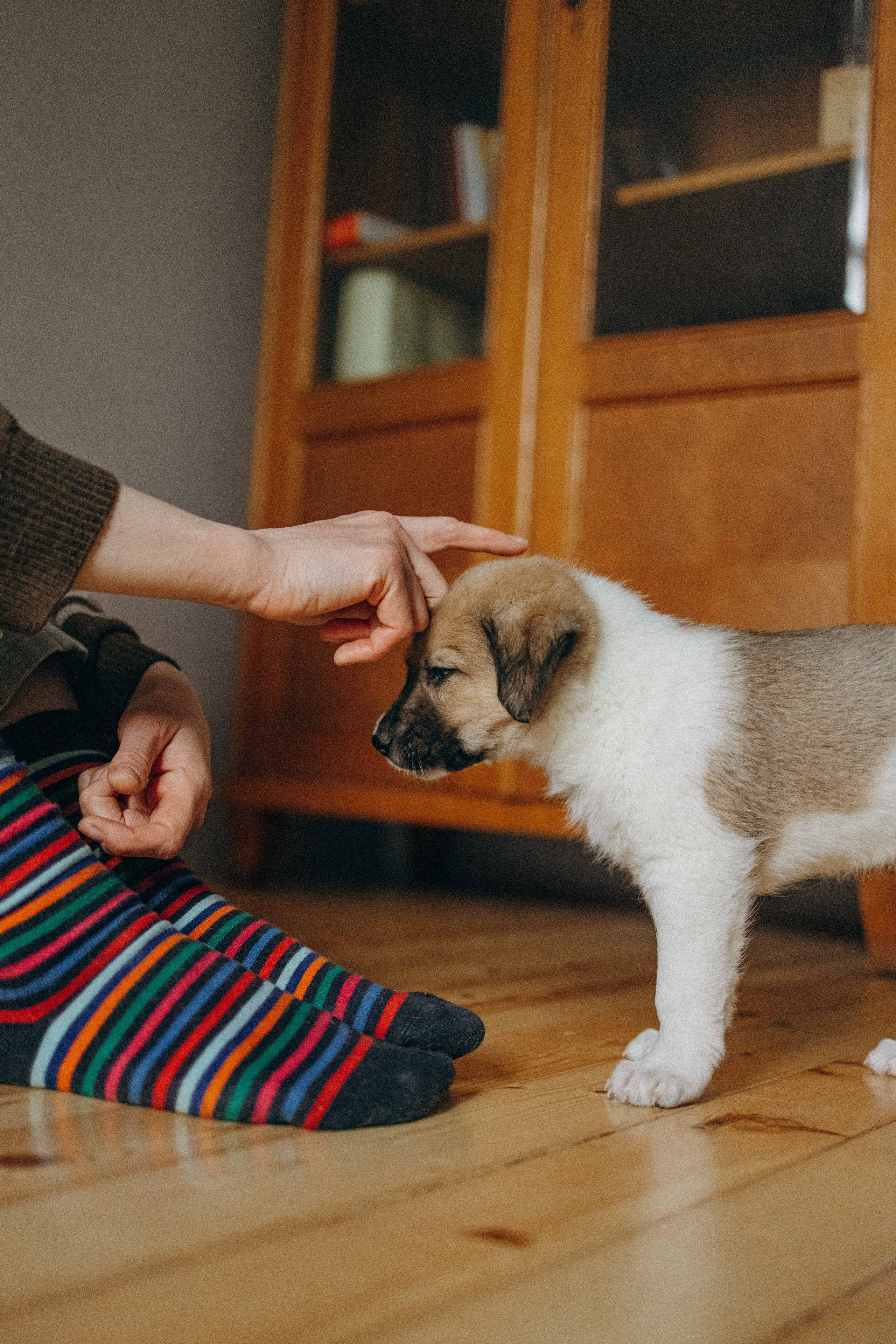 Щеночки. Фотограф-анималист в Москве Лера Черноног