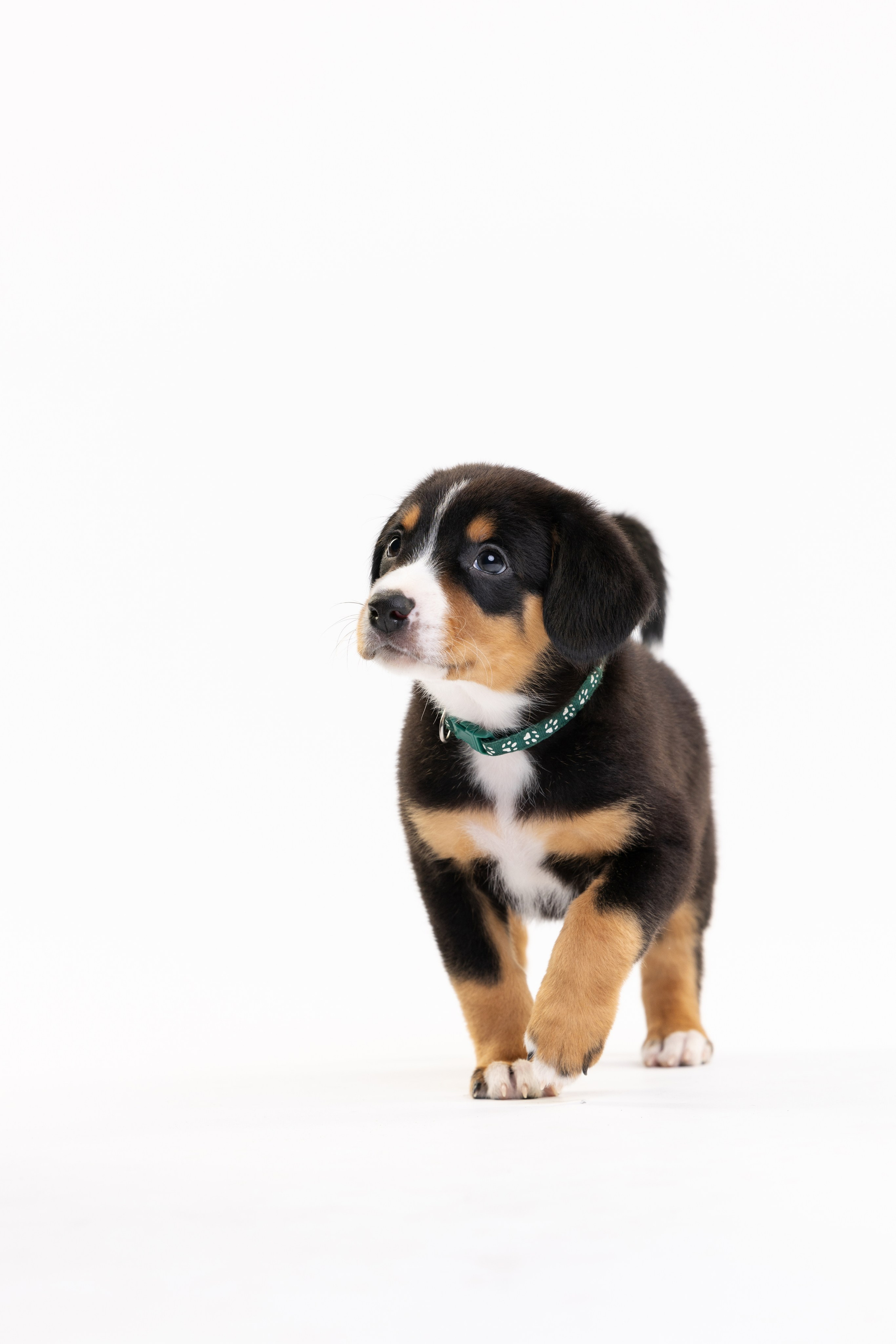 Энтлебухеры. Фотограф анималист Осипчикова Мария