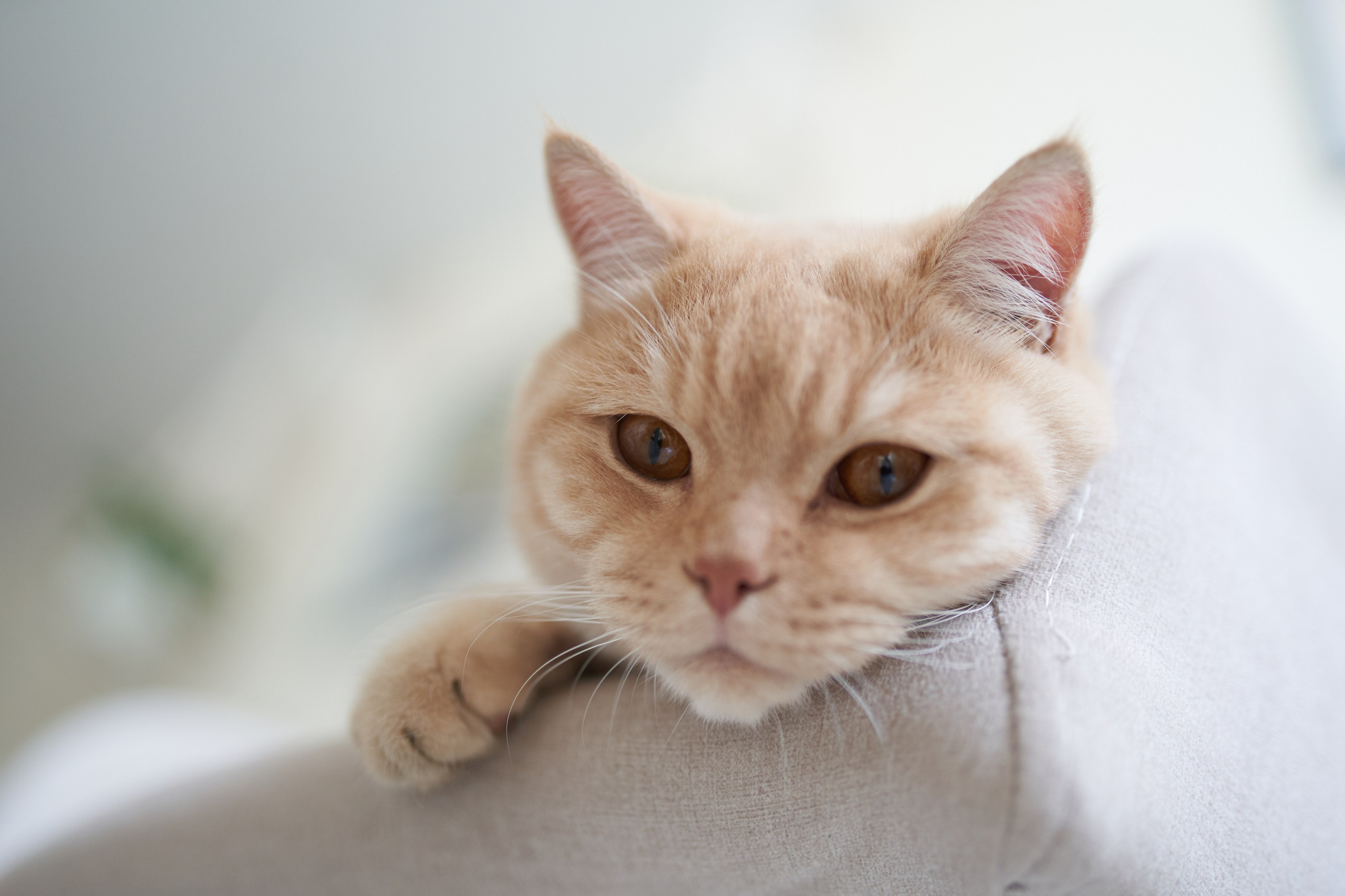 Фотосессия кота. Мужская фотосессия в СПб|Ирина Курманаева