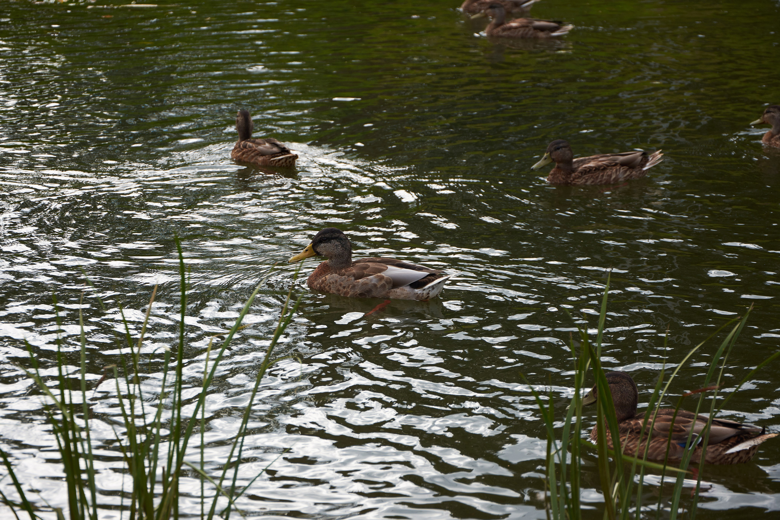 Нерехта — музей под открытым небом. Ольга Чёкотова (Фотограф Кострома)
