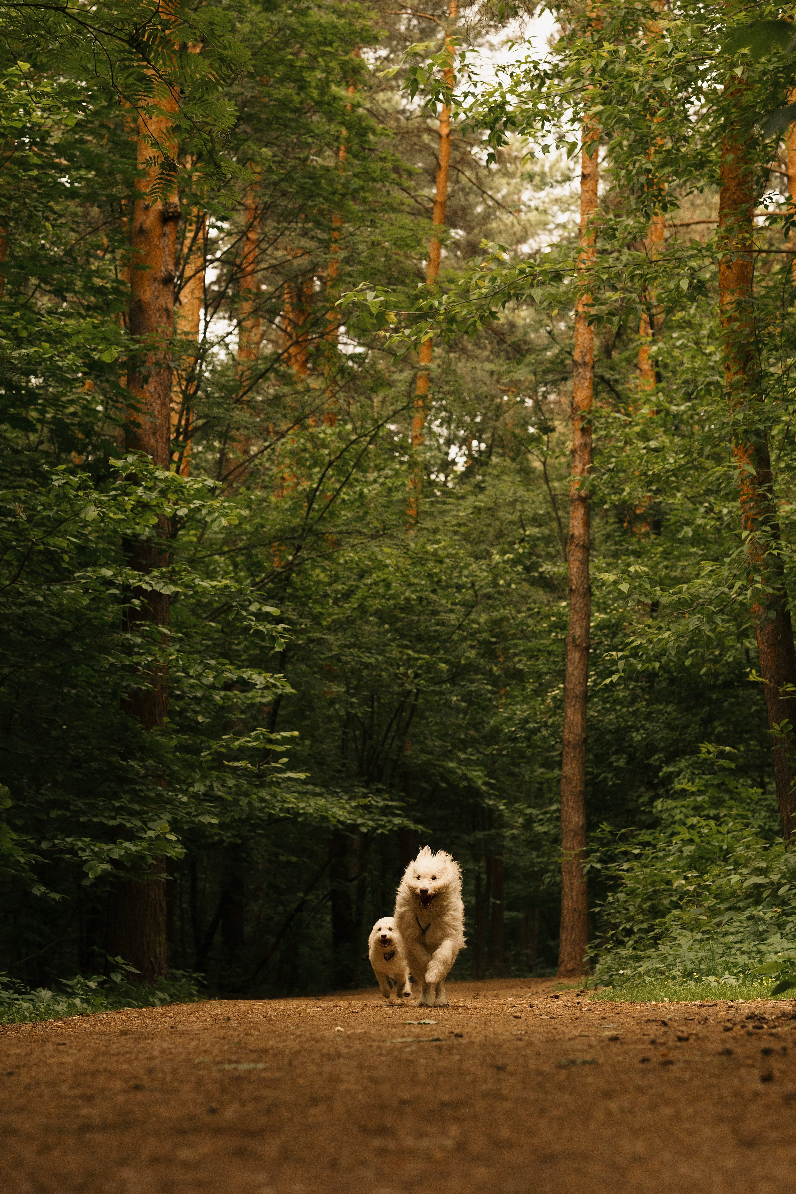 Акиро и Йоши. Фотограф- анималист Александра Матвеева