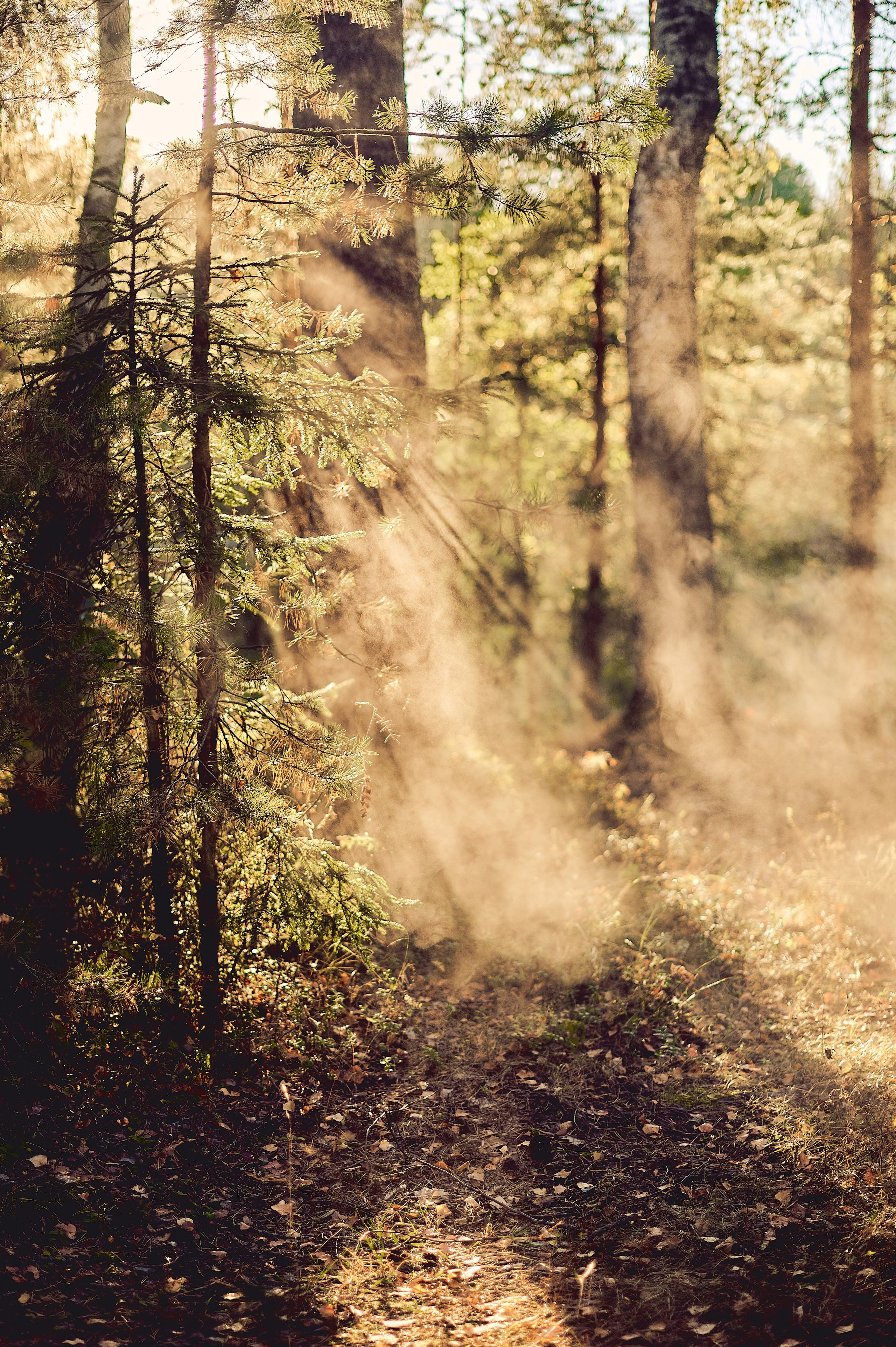 МАРТУШЕ 18. Свадебный и семейный фотограф РИТА БОЧКАРЁВА