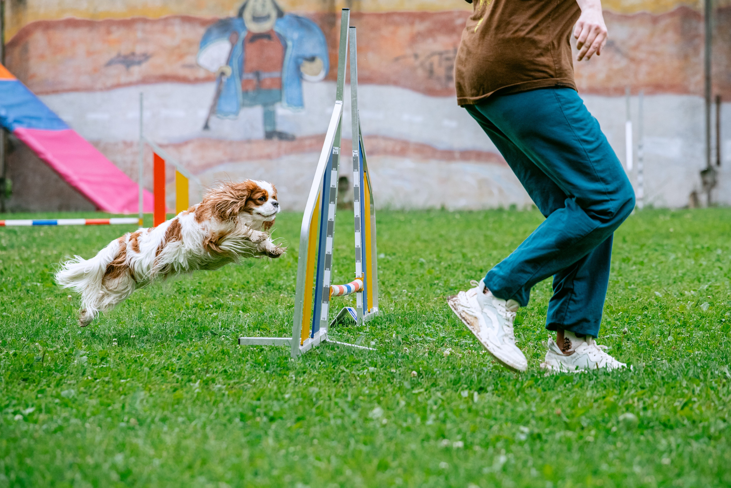 Соревнования по аджилити Долгопрудный 30.06.2025. Фотограф-анималист Татьяна Степанова