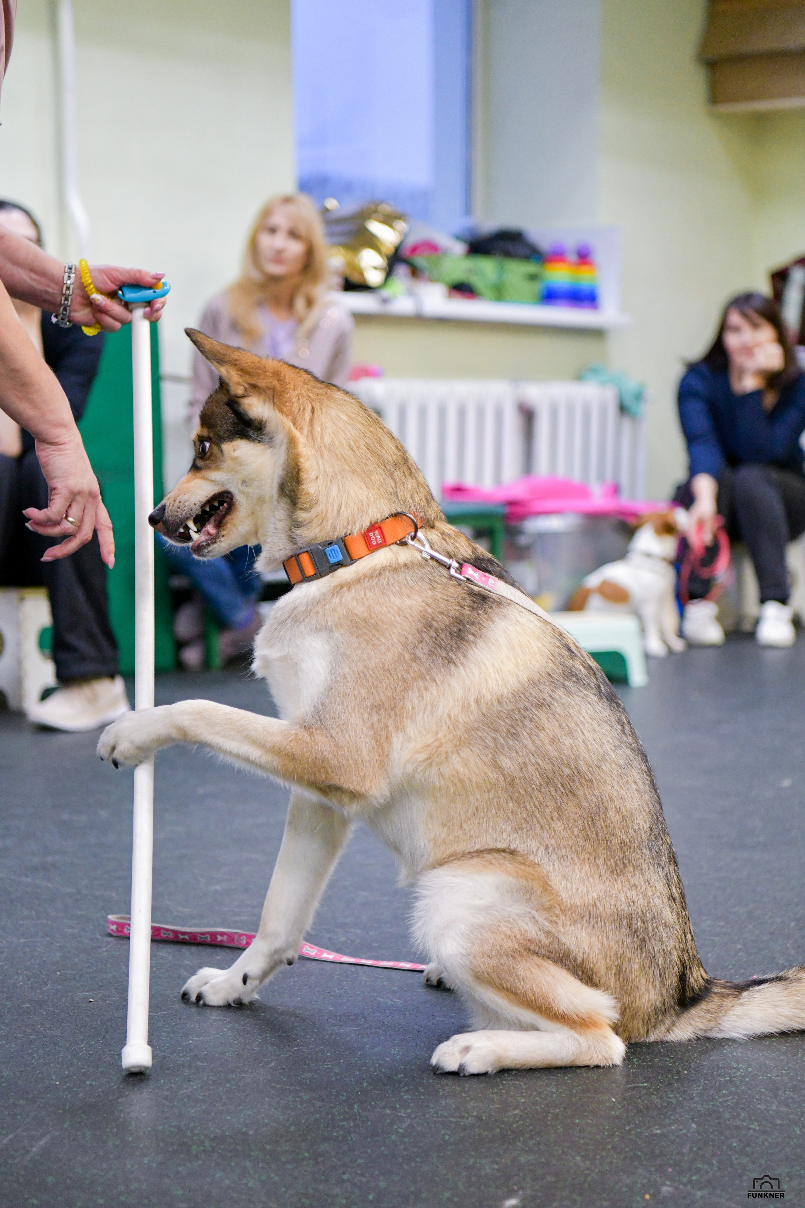 Кинологический клуб «Бодрый хвост». Свой взгляд через объектив
