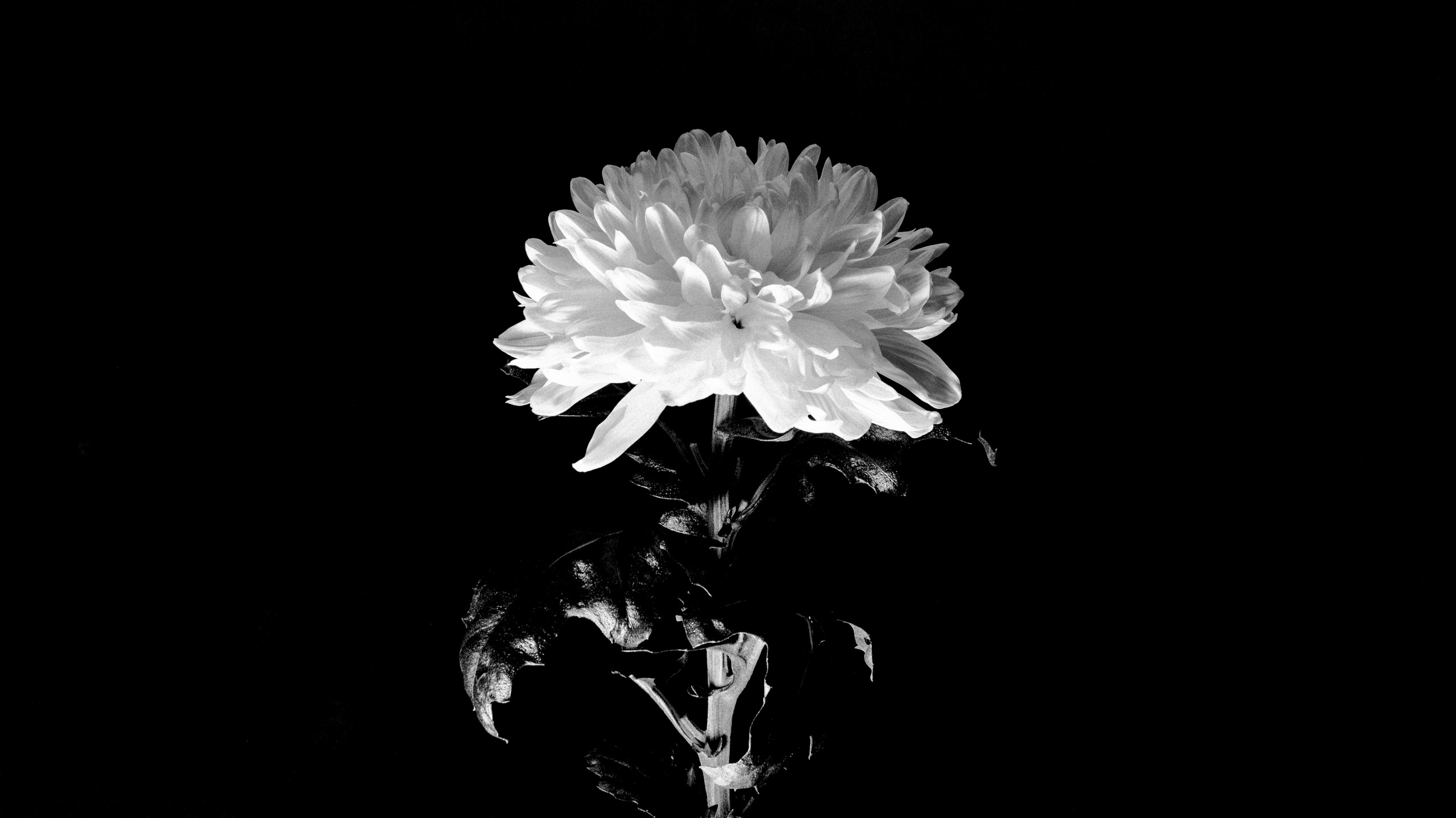 Flowers. Фотограф Ярославль Евгений Хайлов | Арт-фотосессии и креативная съёмка в Ярославле