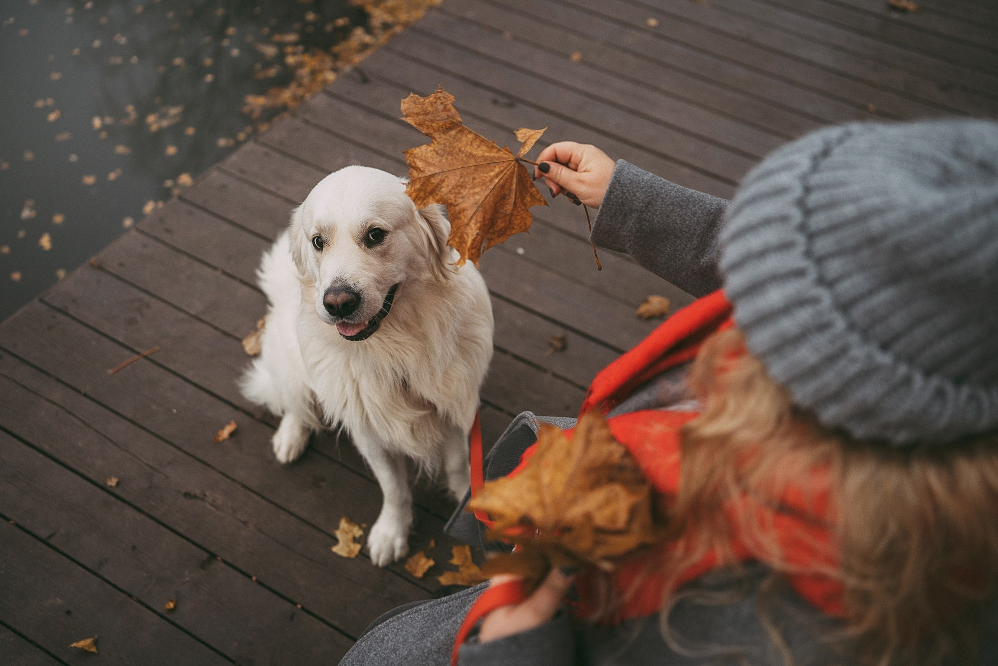 Лена и Мерлин. Фотограф анималист в Москве и Санкт-Петербурге Свиридова Анна