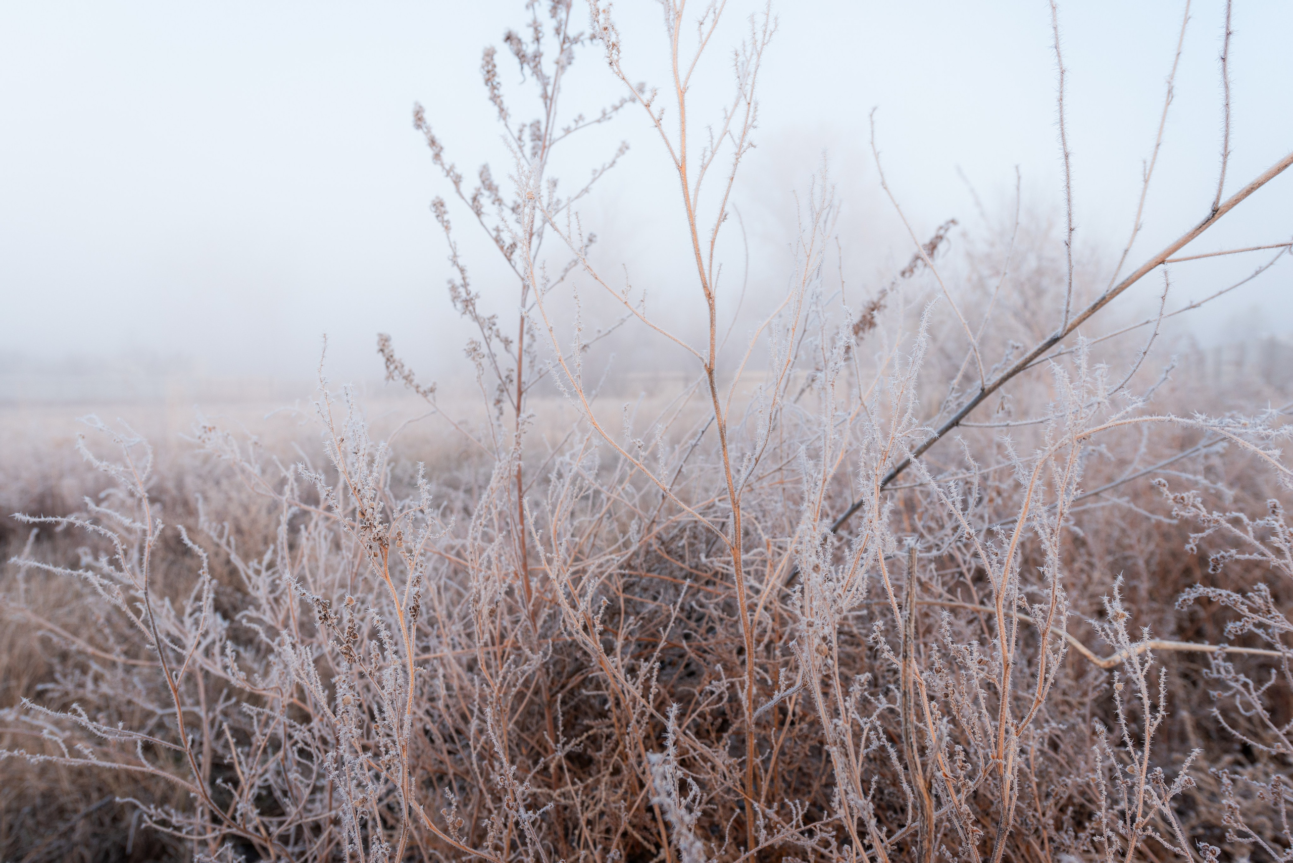 Фотографии утреннего тумана под Волжским. Фотограф в Волгограде и Волжском Александр Горбань