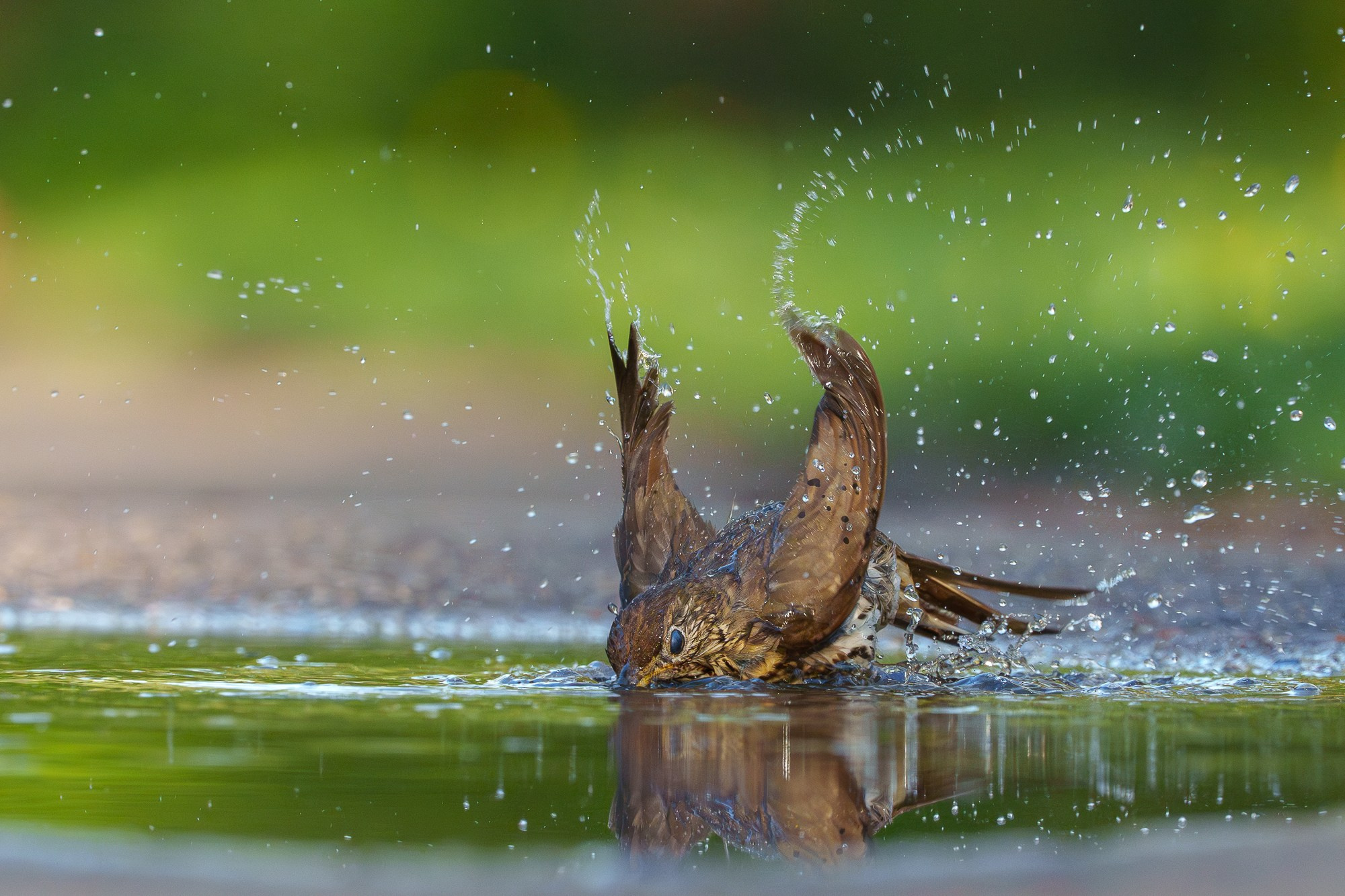 Удивительные мир птиц. Вокруг нас столько прекрасного — присмотритесь!. Ваш личный фотограф Марина Волкова