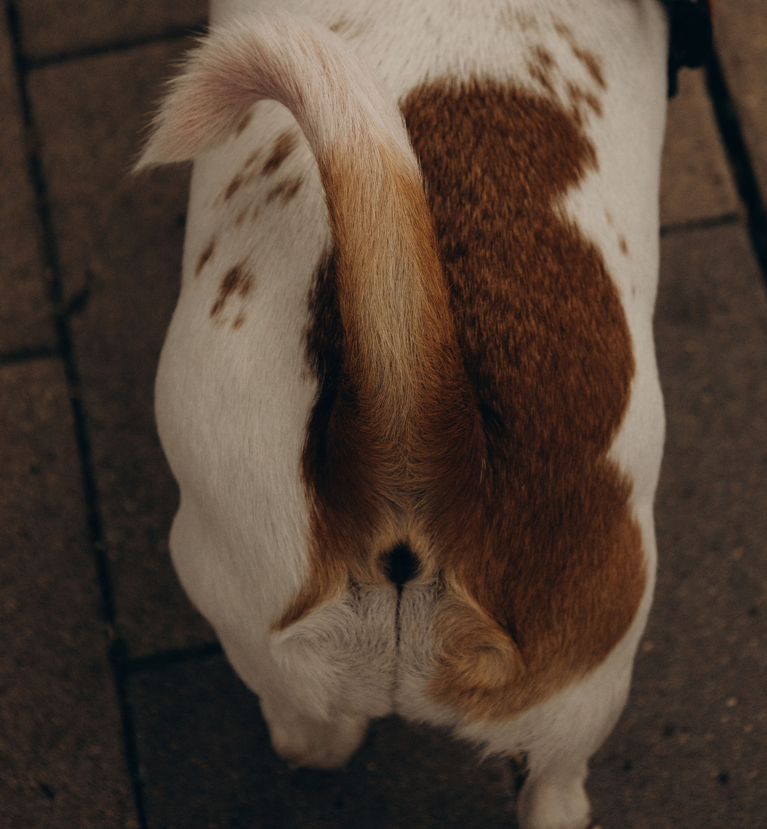 Моя маленькая спутница: Банни и Настя в Южнобутовском парке. Фотограф-анималист в Москве Екатерина Тихонова