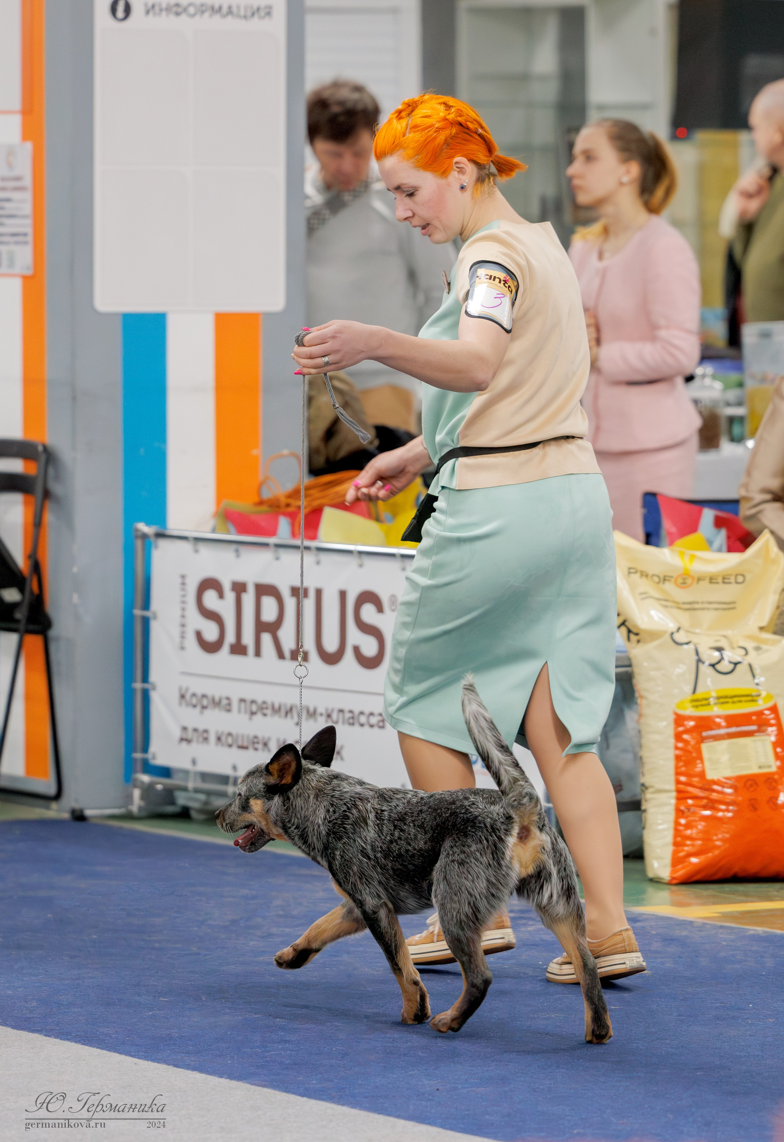 Сфера и Крокус 8,9,16 и 30.03.2025. Фотограф-анималист Юлия Германика