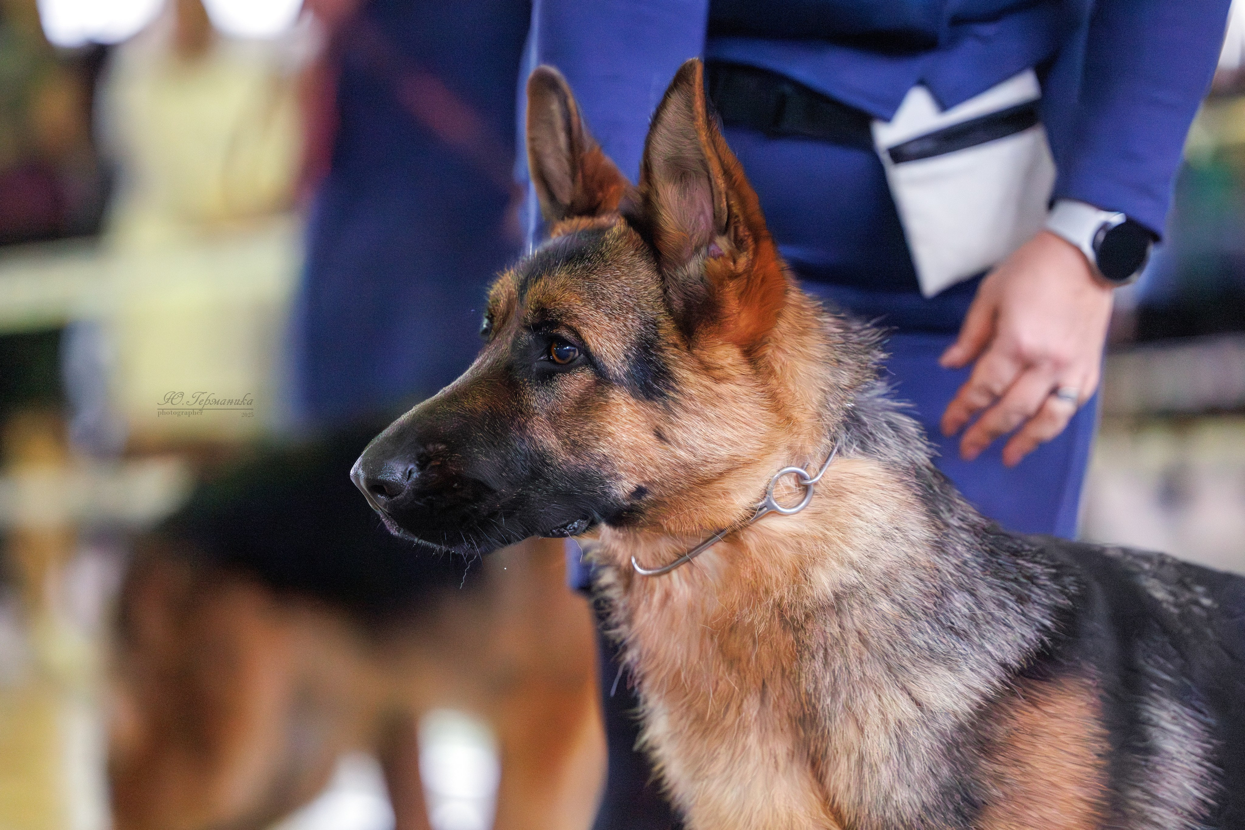 Тверь 21.12.2025. Фотограф-анималист Юлия Германика