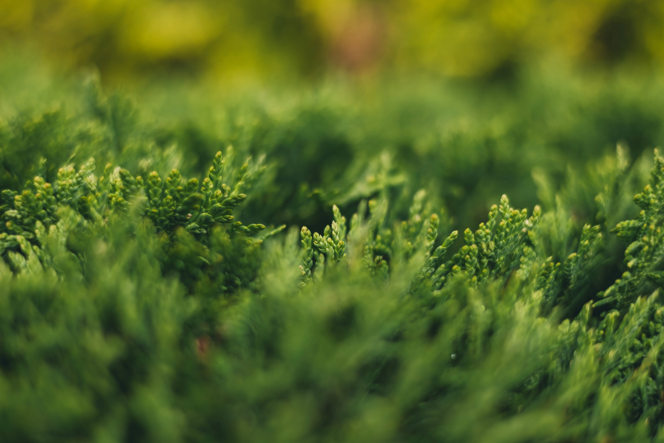 Любовь Георгиевна Пономарева. Садовод и ландшафтный дизайнер. Репортажный фотограф Наталья Лапцевич