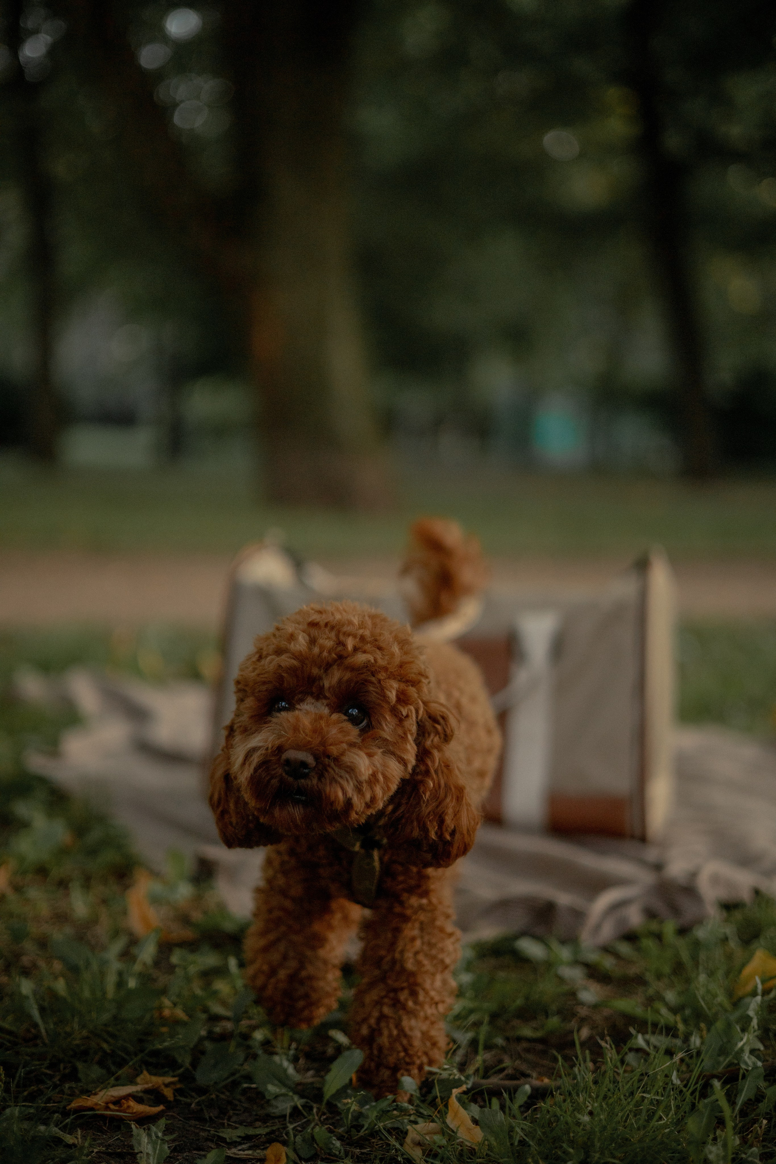 Мишель и её семья. Фотограф — анималист •love-story•|Санкт-Петербург