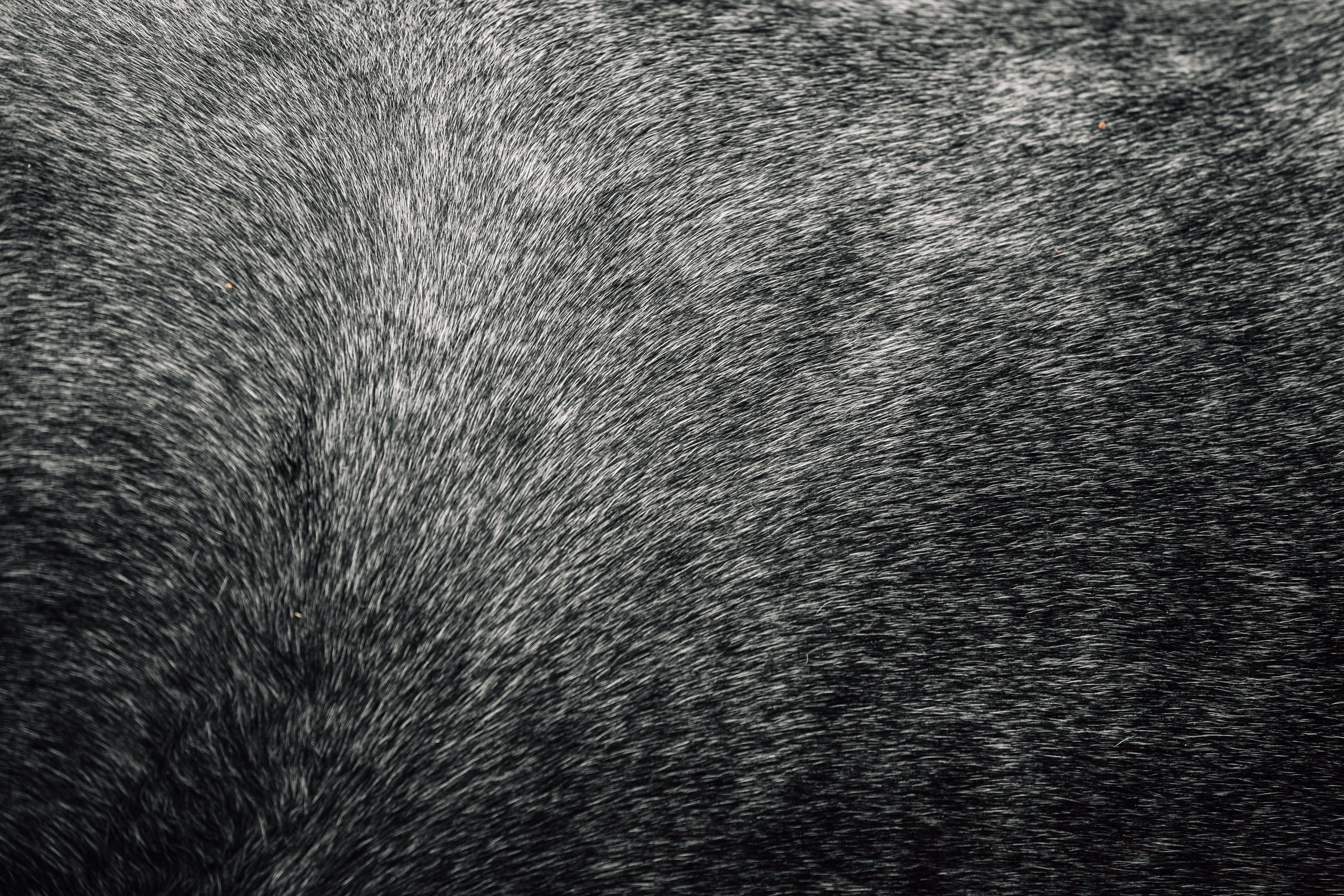 Аня и Джози. Фотограф-анималист Татьяна Степанова