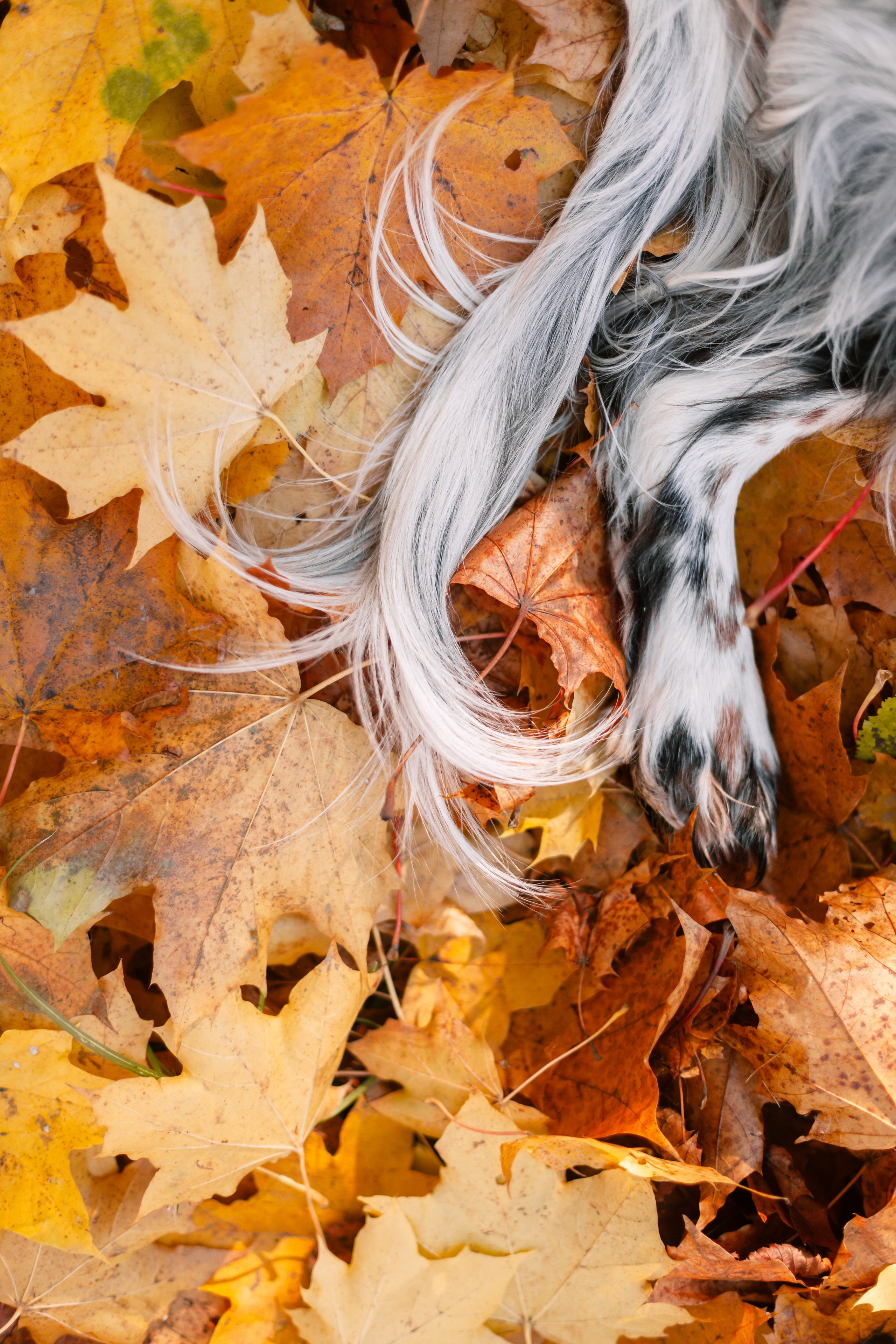 Света, Хайди, Богдана. Фотограф-анималист Татьяна Степанова