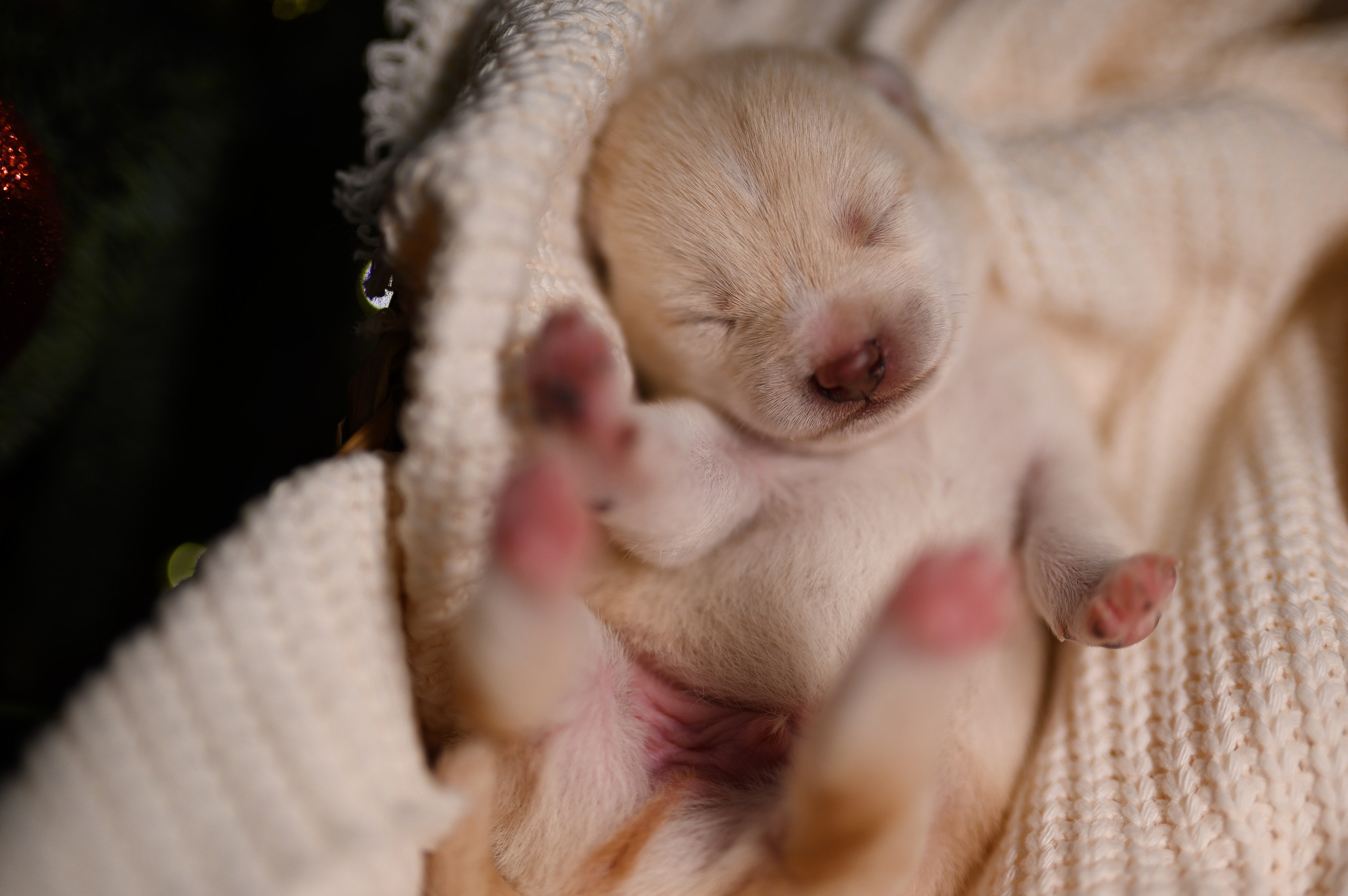 Мамесиба. Фотограф анималист в Москве Ольга Агушева