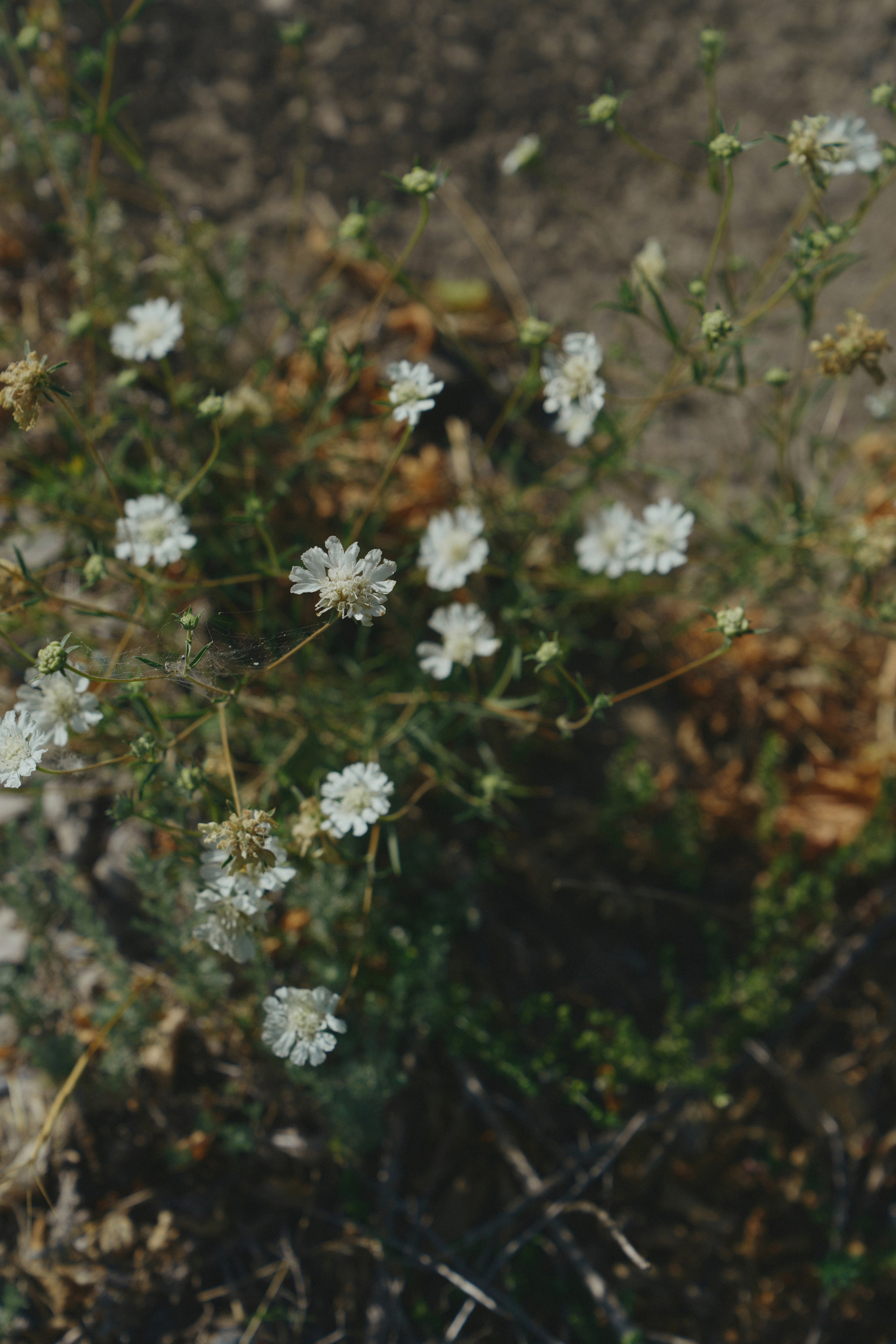 Сountry love. Свадебный фотограф в Ростовe-на-Дону Анастасия Прутова