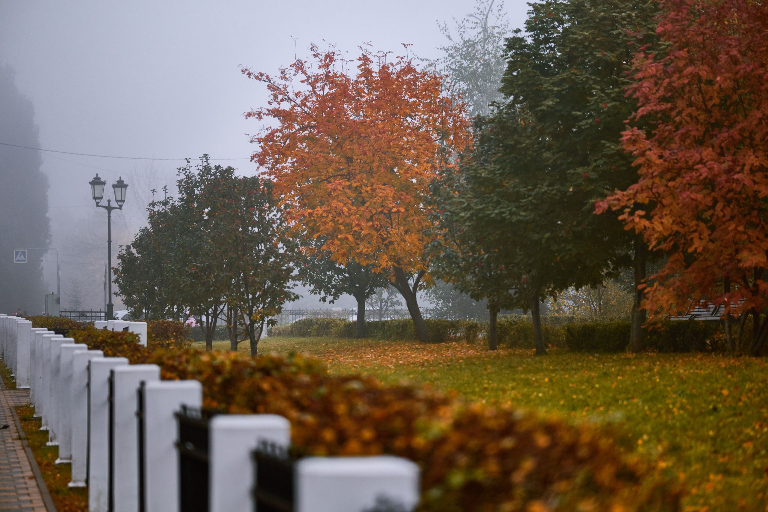Густой туман мягко окутывает городской парк, создавая чувство загадочности