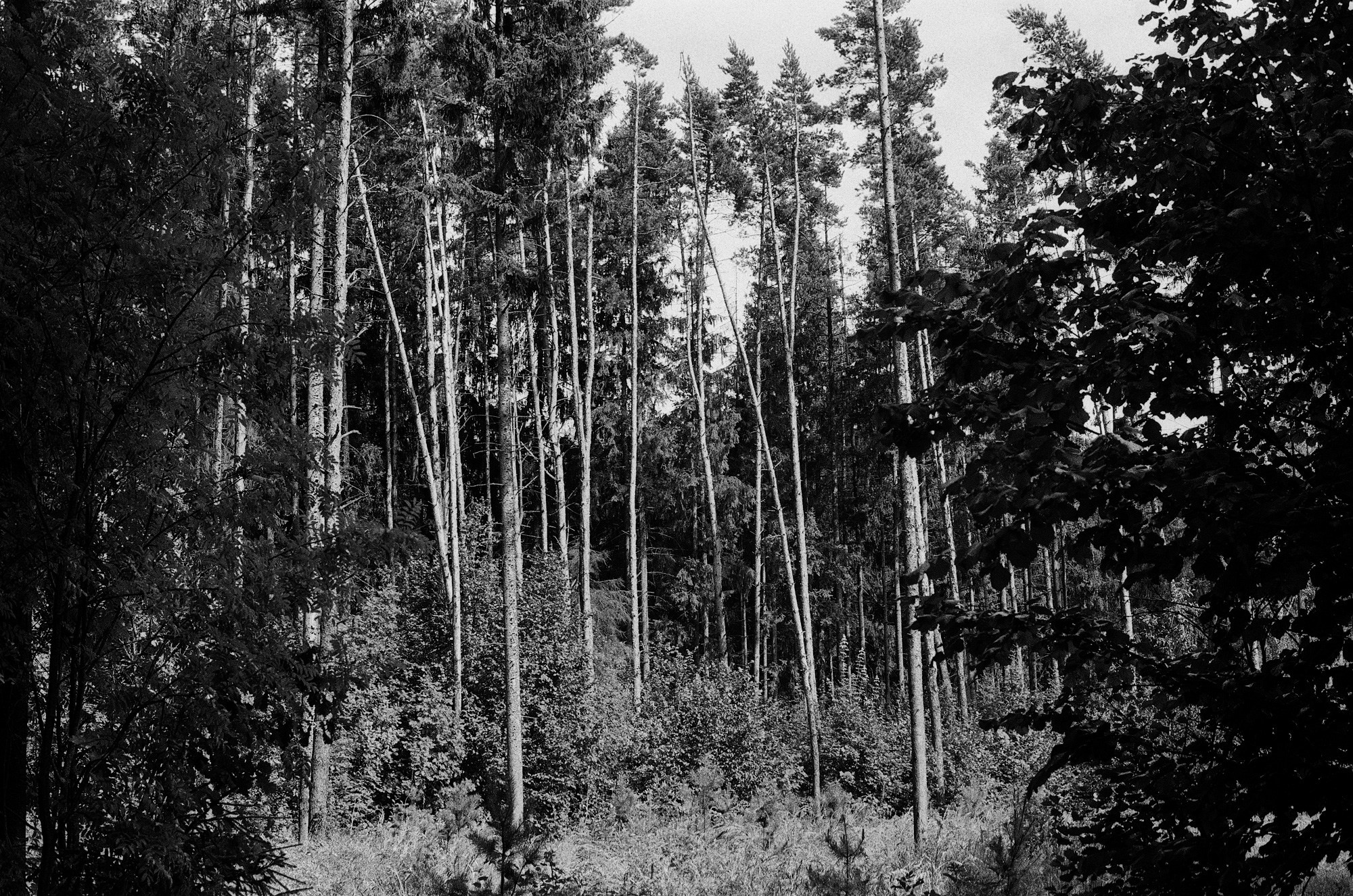 Borovsky Park. Another person Pavel Potseluev. A photographer in 2025