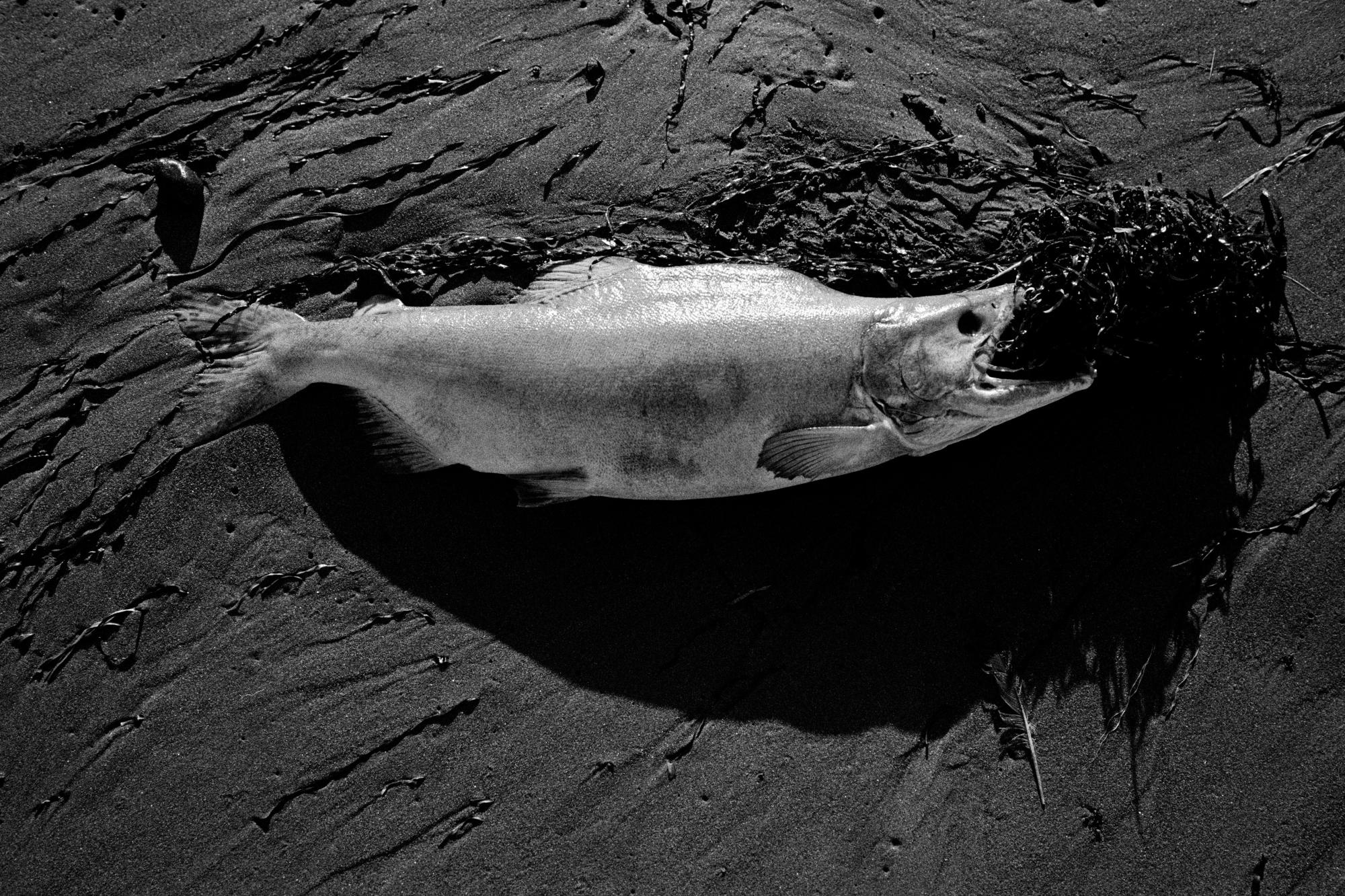 Sakhalin/Сахалин. Документальный фотограф Алексей Мякишев, Москва