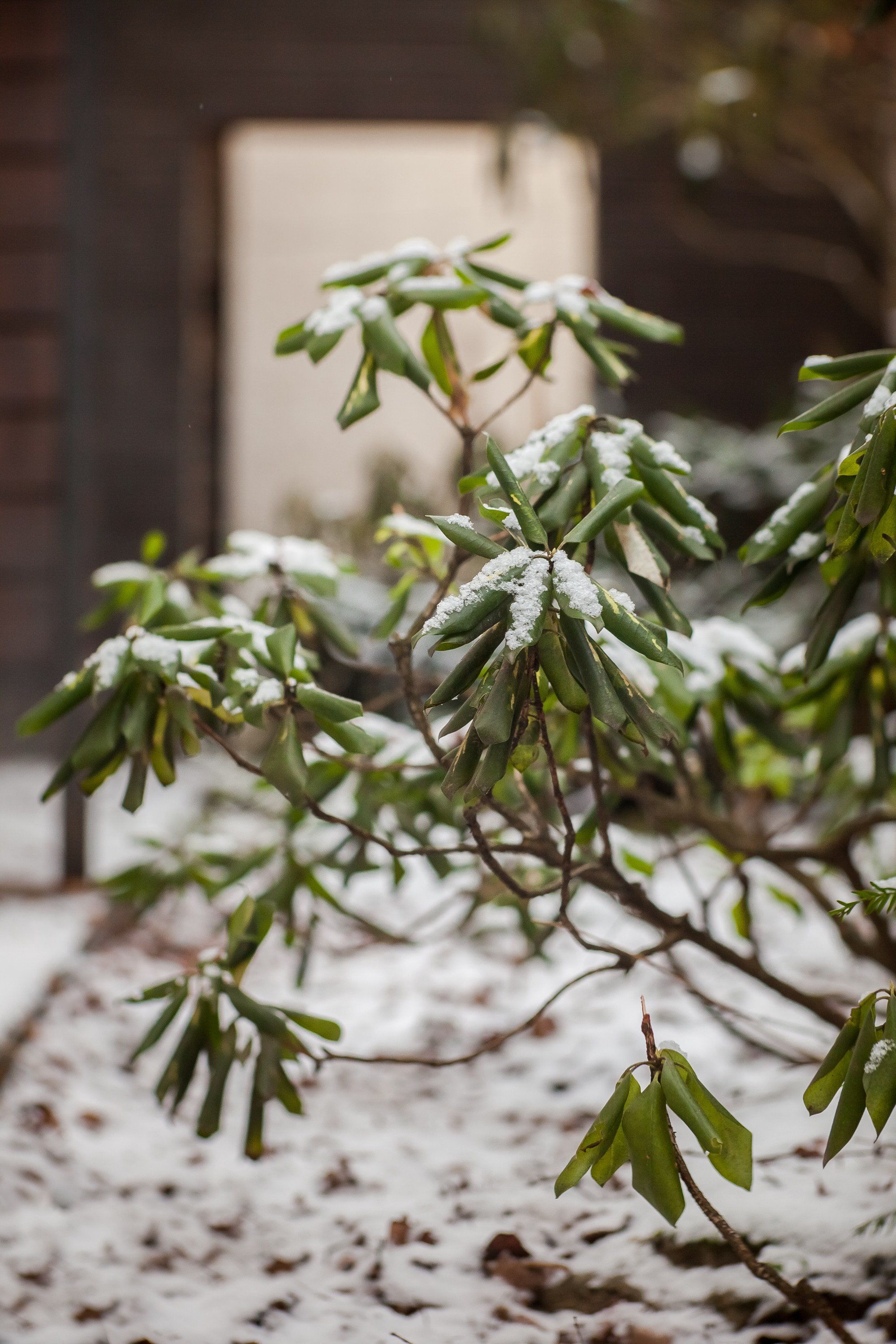 Спящий сад, Елены Асташкиной. Туманов Виталий — фотограф Москва