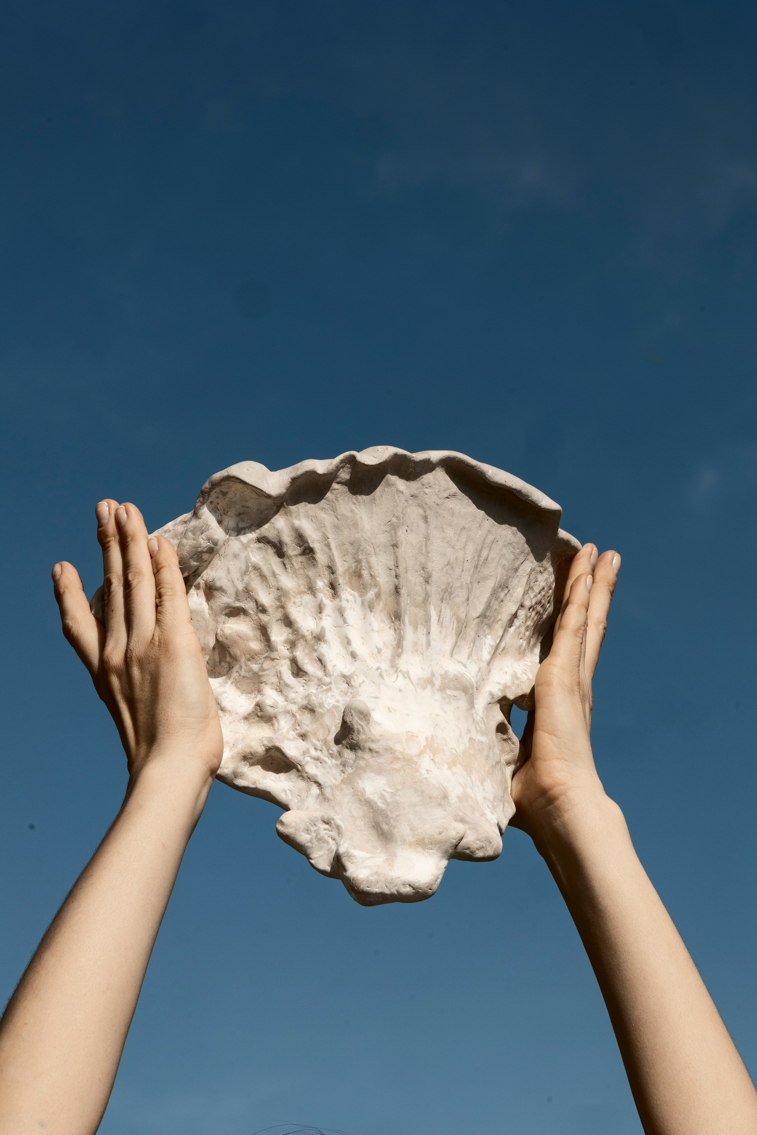 Amphostrea. Anna Atayan Photographer