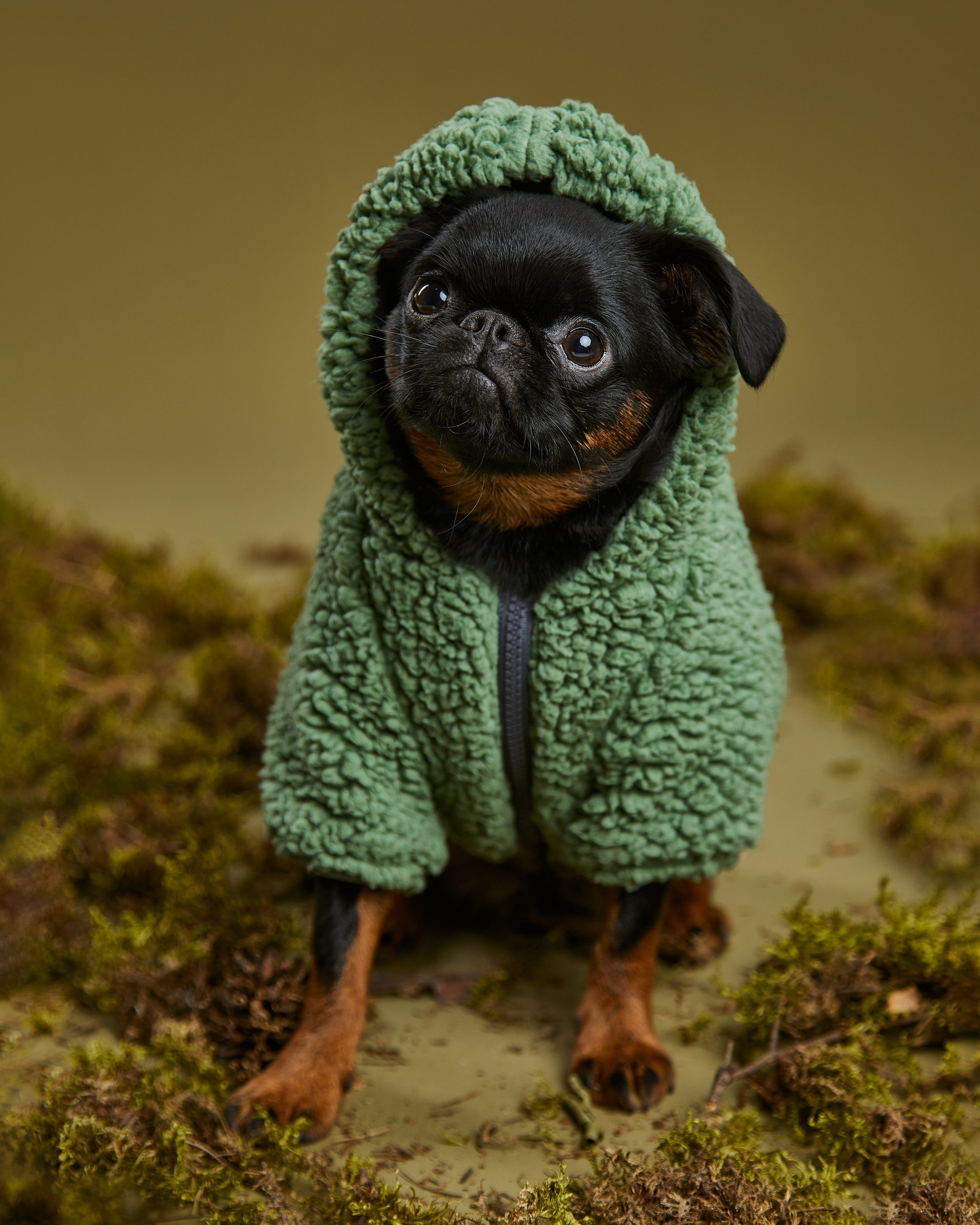 Pets Photography / Фотограф Собак