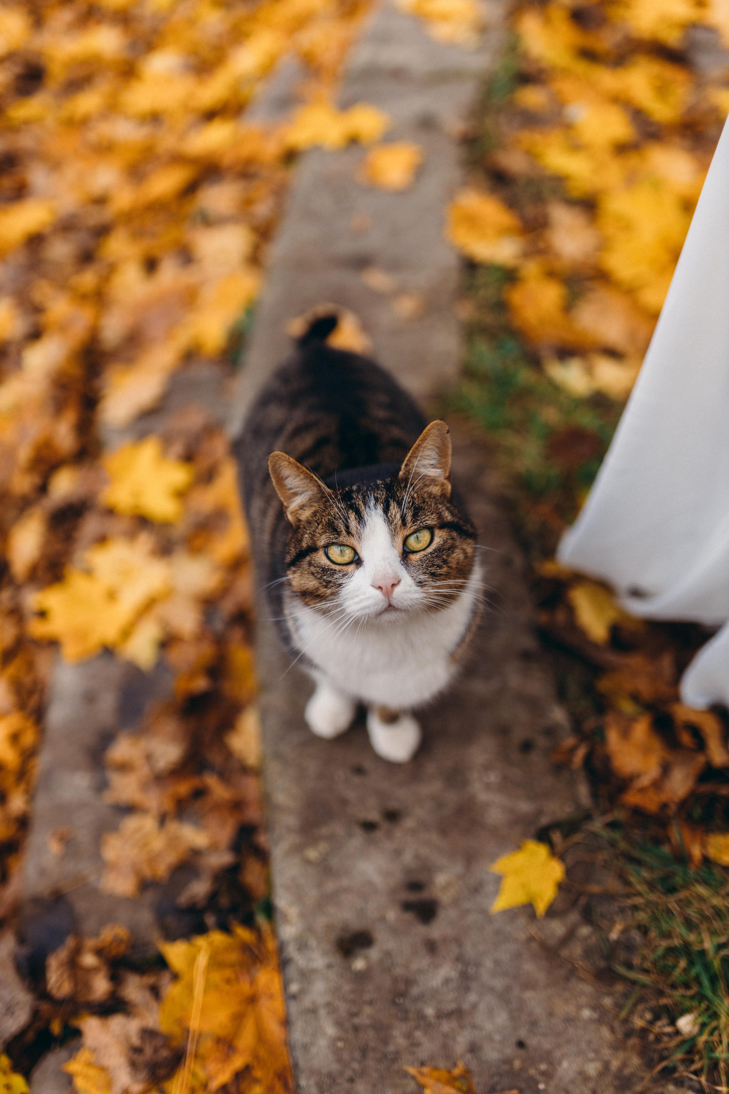 P&A. Свадебный фотограф Мария Железняк в Москве