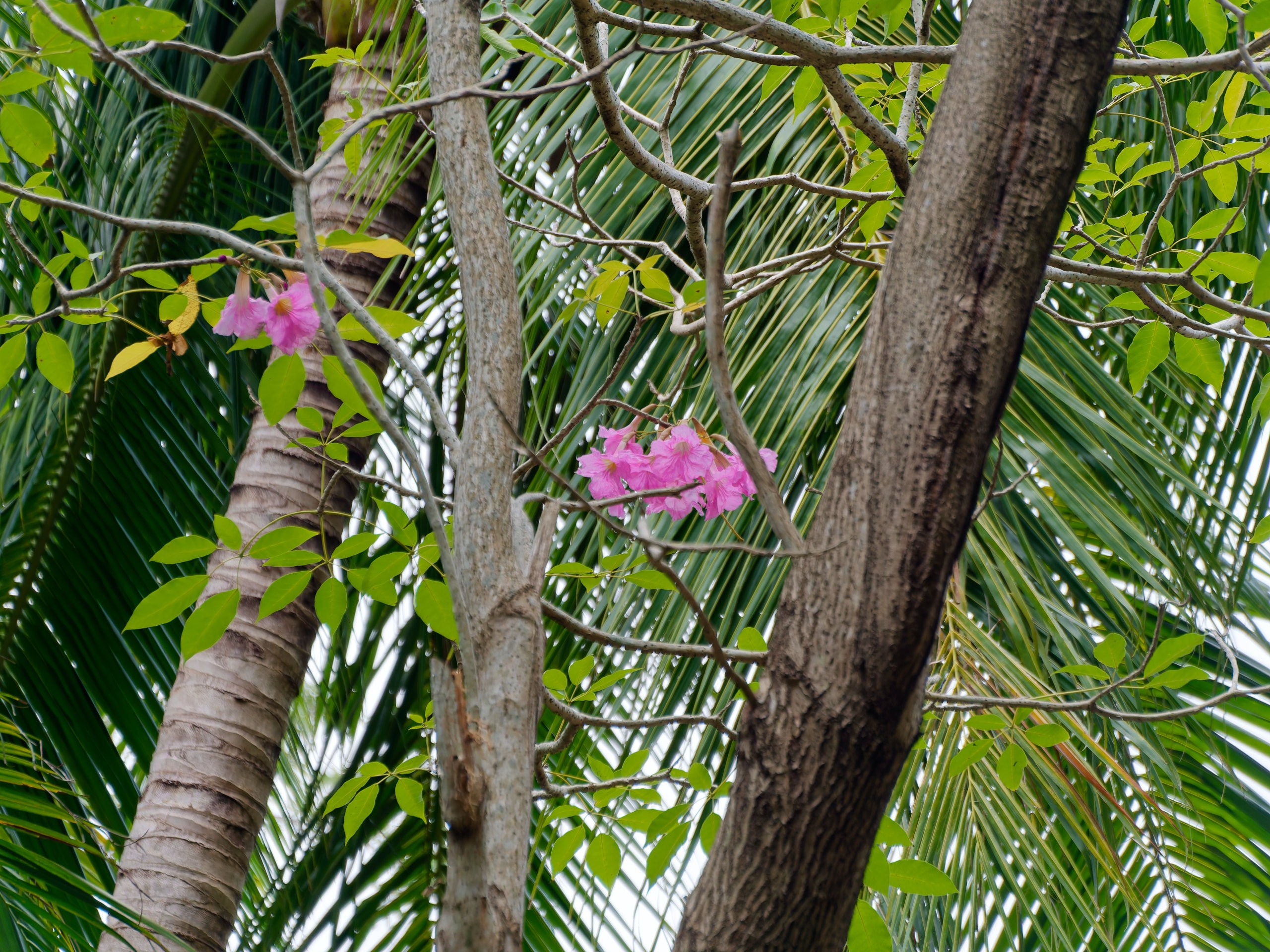 Хайнань 2026, флора, цветы и деревья. Фотопрогулки по Миру