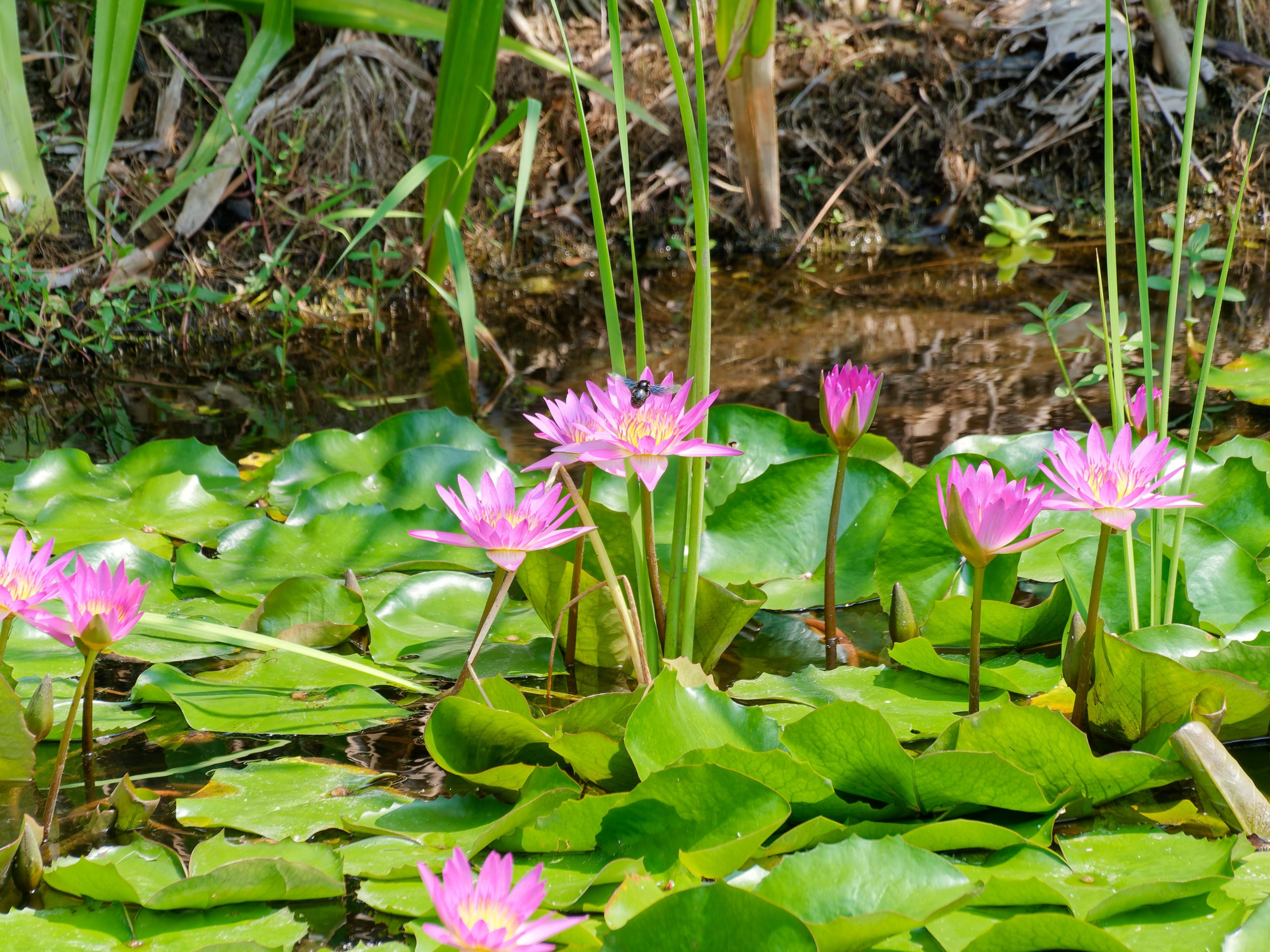 Хайнань 2026, флора, цветы и деревья. Фотопрогулки по Миру