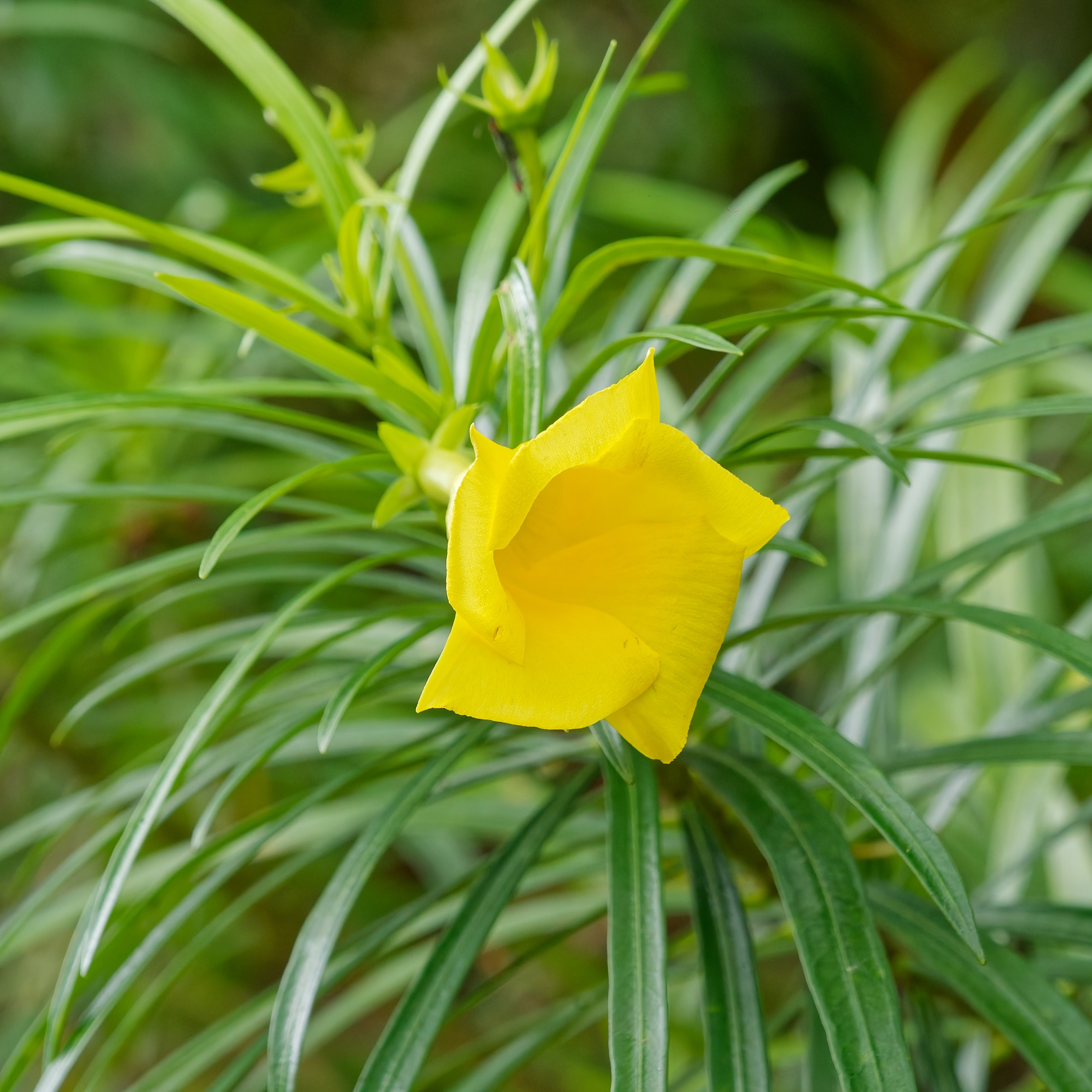 Хайнань 2026, флора, цветы и деревья. Фотопрогулки по Миру